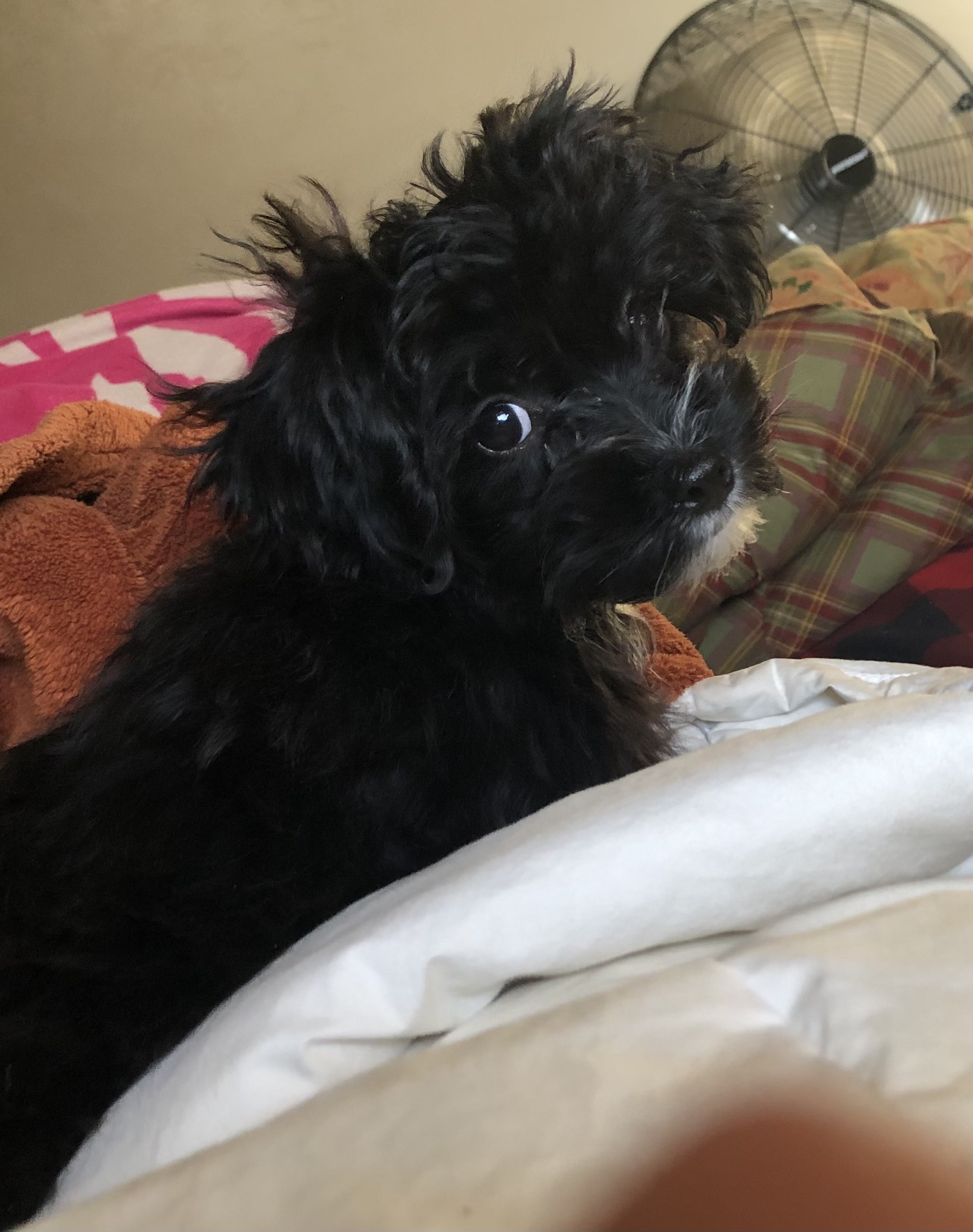 Photo of Yorkie poo puppy