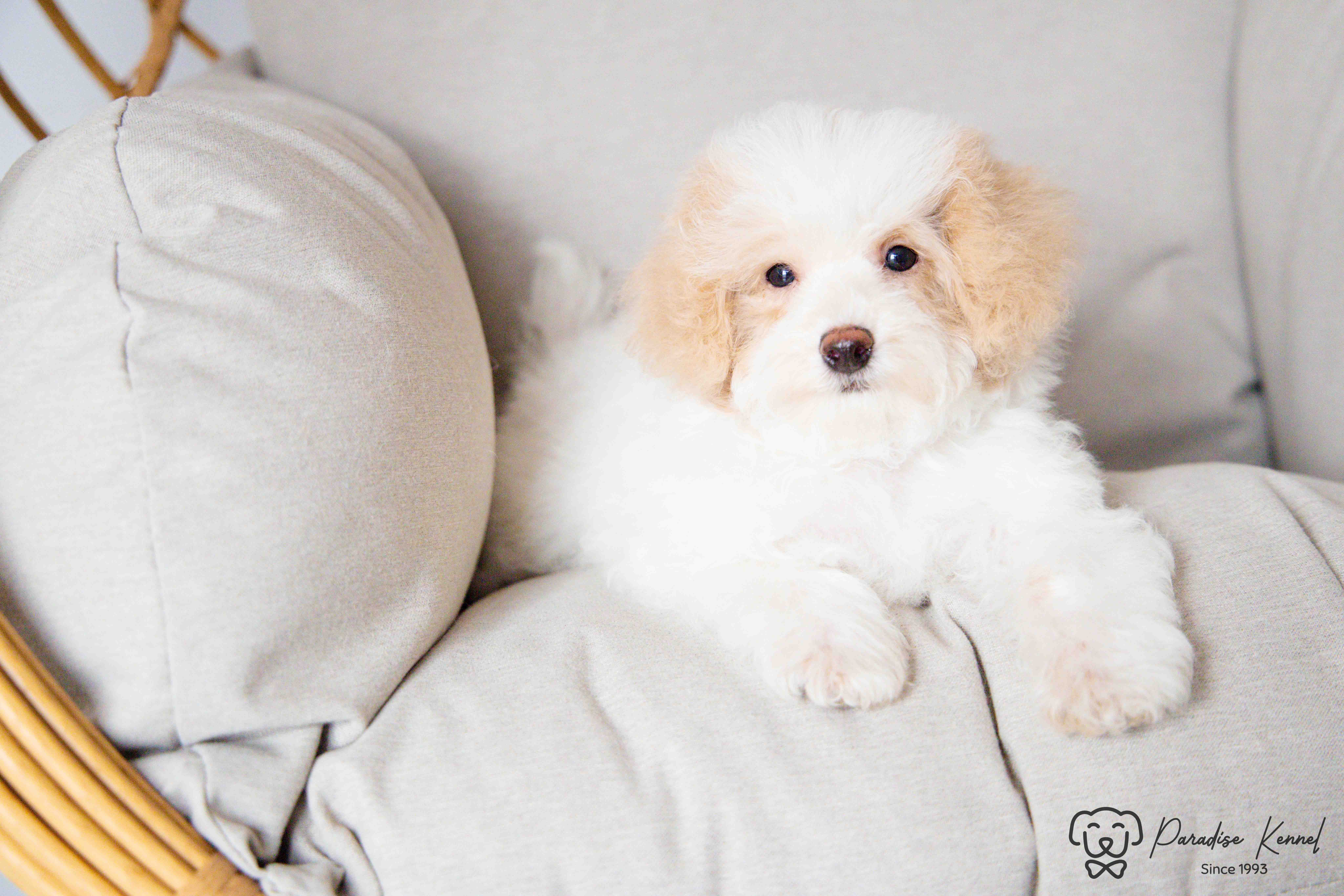 🐾 Havapoo Puppies (Havanese × Poodle) – Non-Shedding & Hypoallergenic 🐾 - 7 - 1760710566142_maltipoo breeder_-91