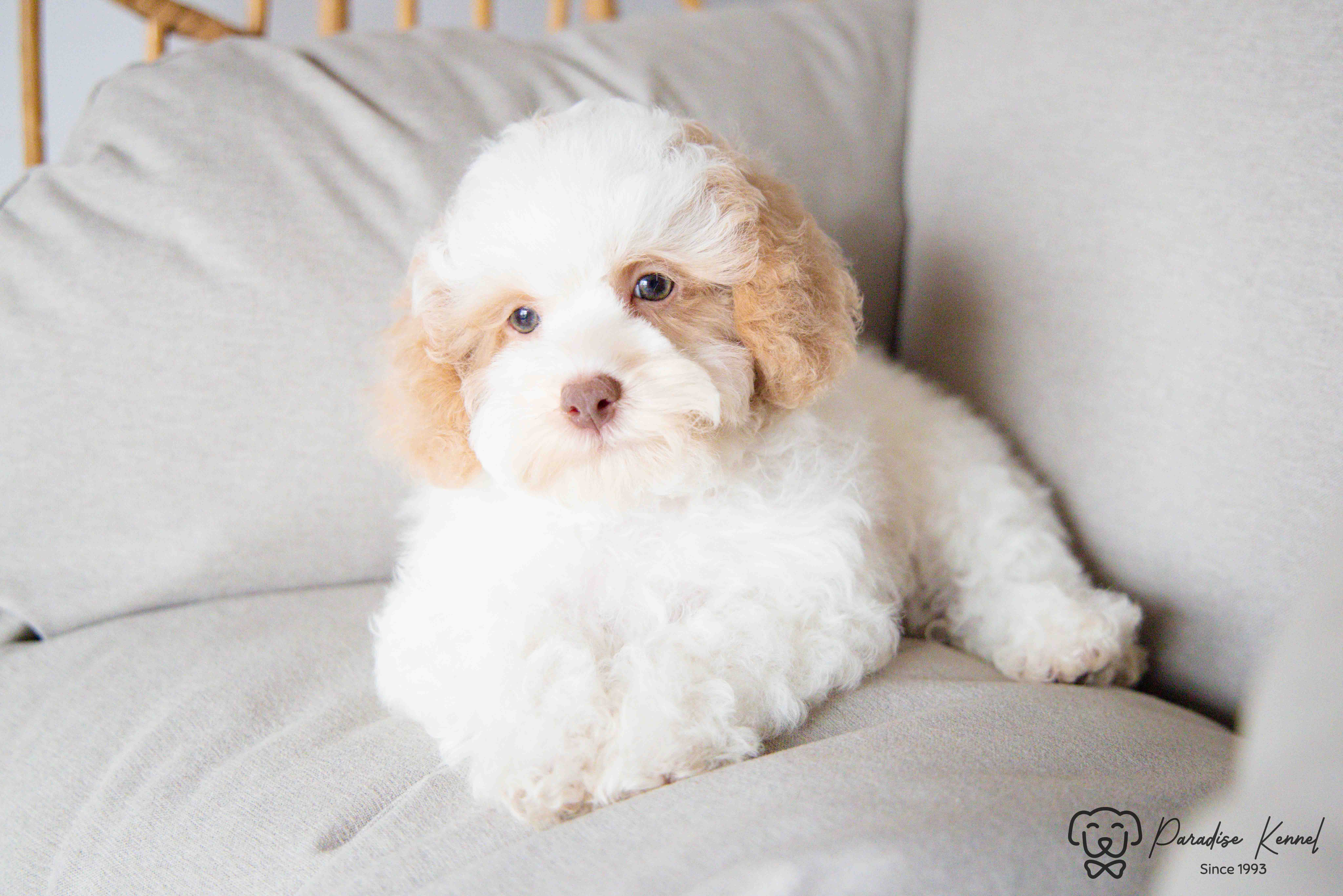 🐾 Havapoo Puppies (Havanese × Poodle) – Non-Shedding & Hypoallergenic 🐾 - 4 - 1760710589156_maltipoo breeder_-65