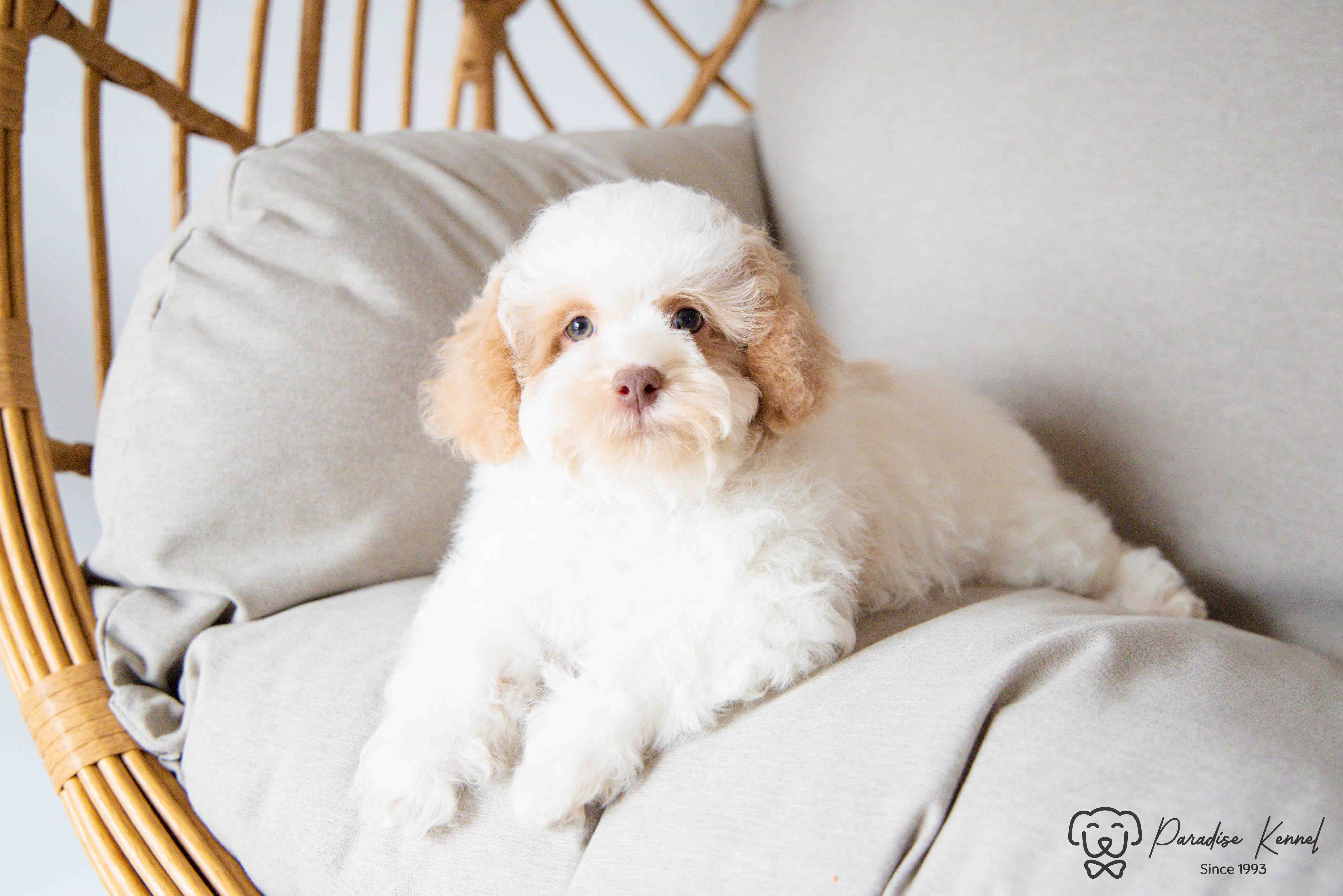 🐾 Havapoo Puppies (Havanese × Poodle) – Non-Shedding & Hypoallergenic 🐾 - 2 - 1760710597517_maltipoo breeder_-60