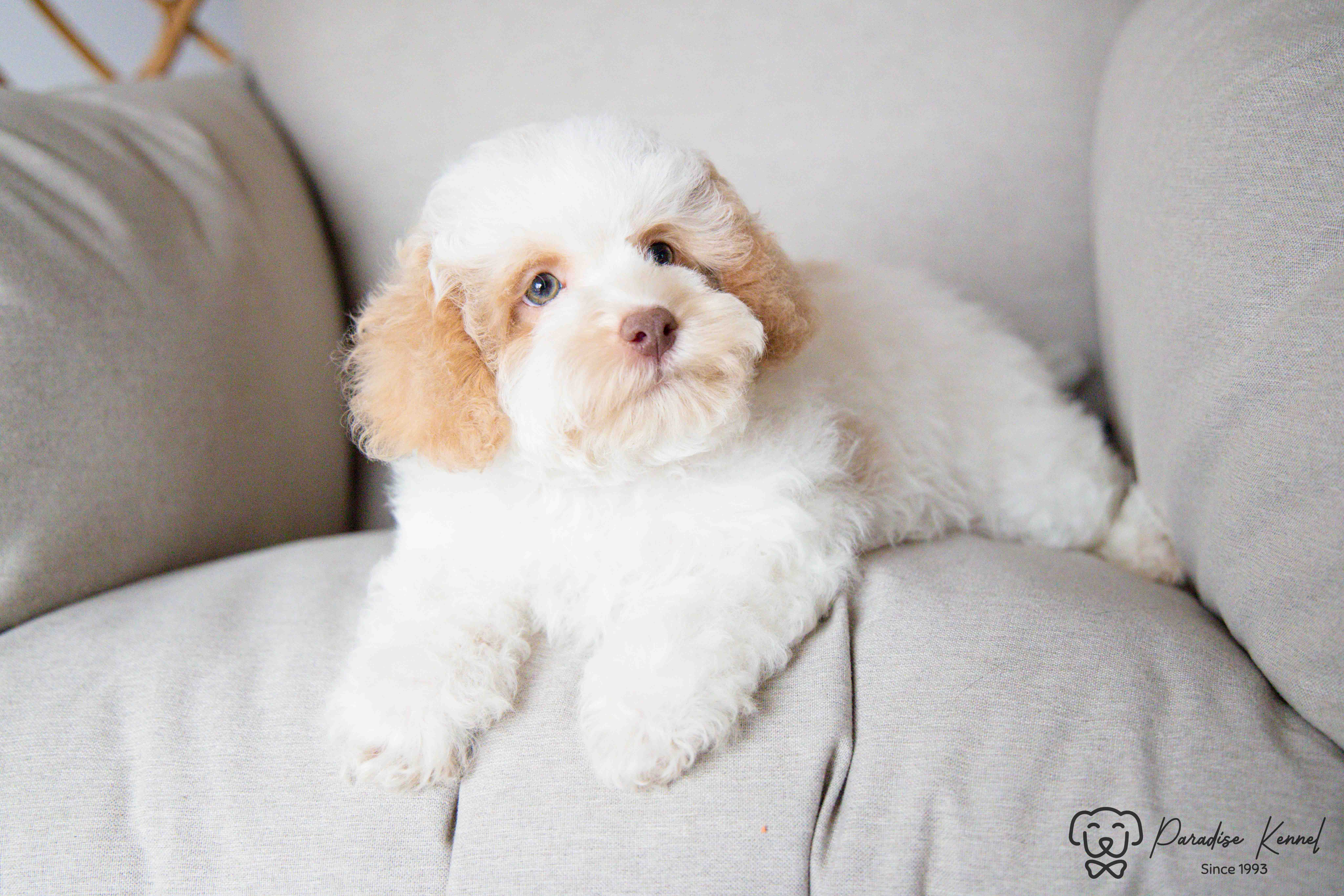 🐾 Havapoo Puppies (Havanese × Poodle) – Non-Shedding & Hypoallergenic 🐾 - 3 - 1760710608161_maltipoo breeder_-70