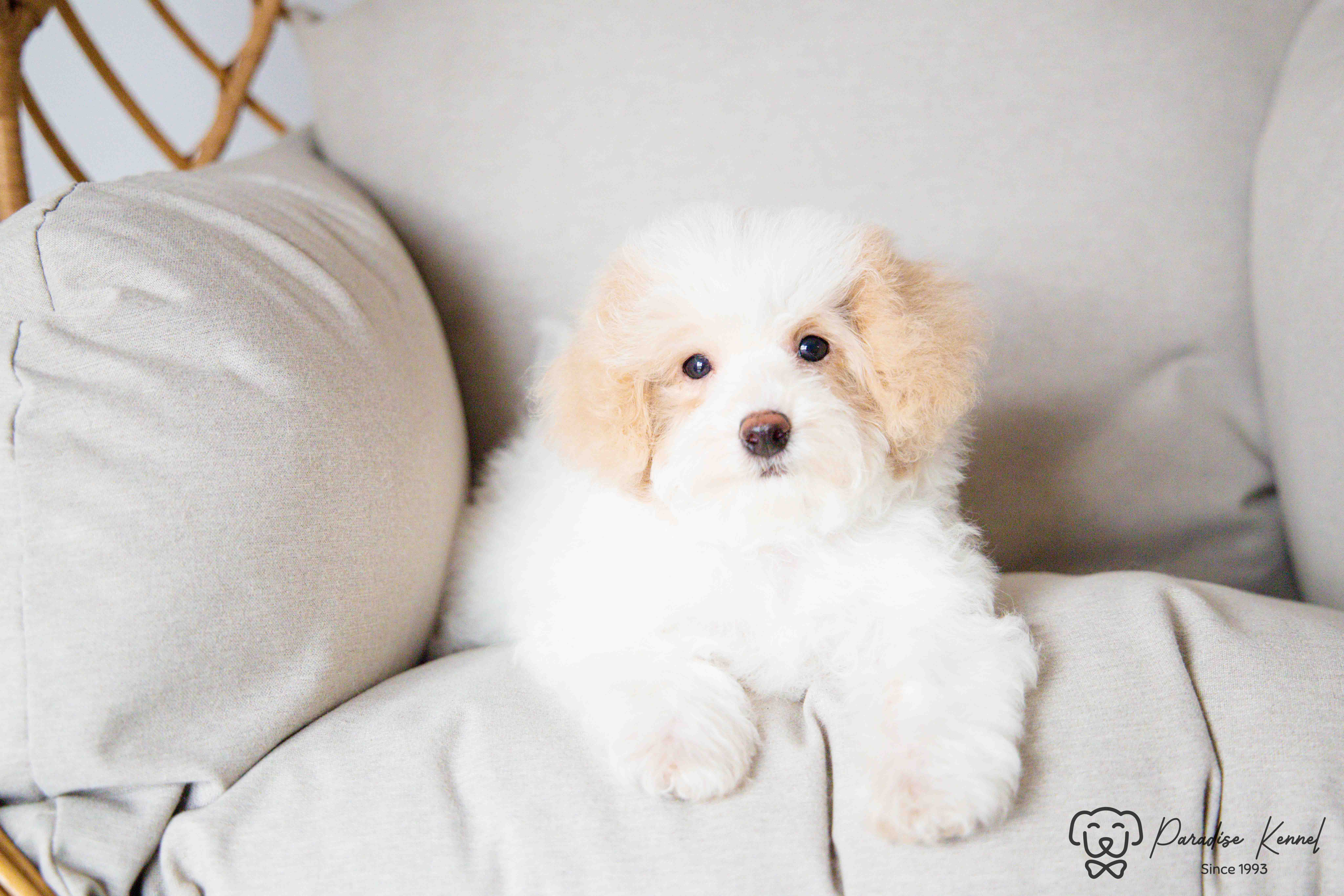 🐾 Havapoo Puppies (Havanese × Poodle) – Non-Shedding & Hypoallergenic 🐾 - 6 - 1760710622587_maltipoo breeder_-90