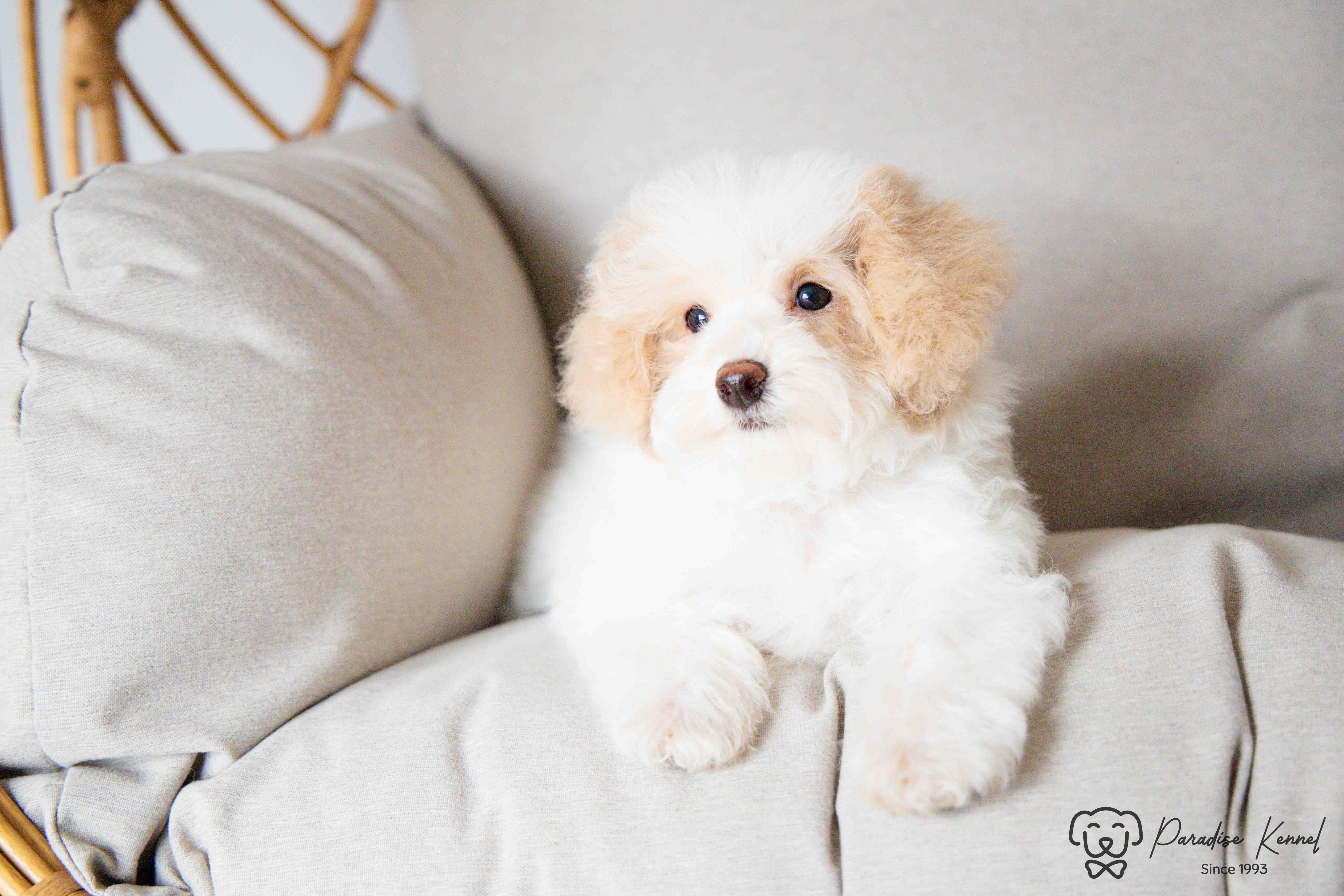 🐾 Havapoo Puppies (Havanese × Poodle) – Non-Shedding & Hypoallergenic 🐾 - 8 - 1760710645236_maltipoo breeder_-88