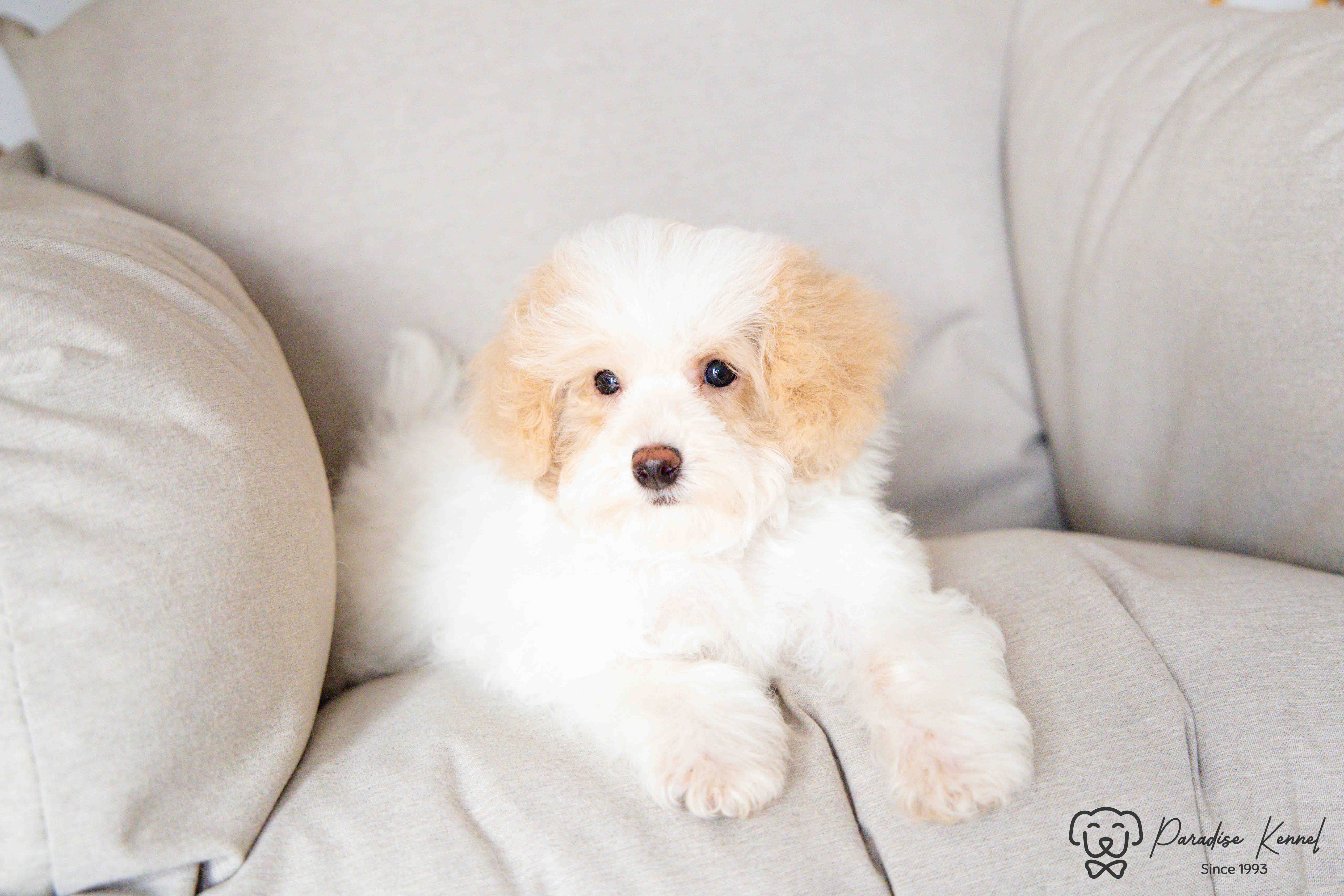 🐾 Havapoo Puppies (Havanese × Poodle) – Non-Shedding & Hypoallergenic 🐾 - 5 - 1760710657290_maltipoo breeder_-74