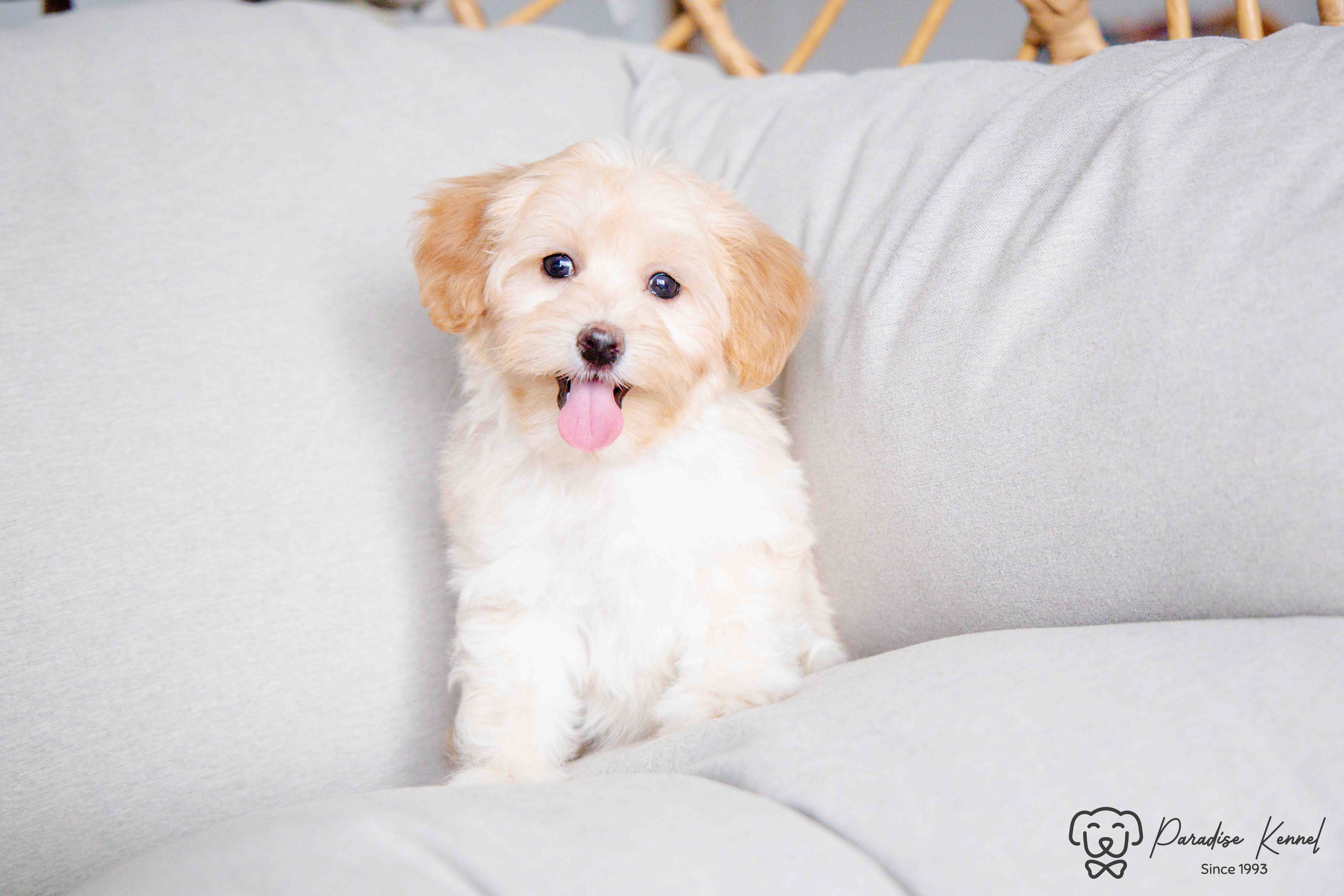 ❤️ Maltipoo (Maltese X Poodle) Puppies ❤️ Financing 0% ❤️ - 7 - 1760710964828_maltipoo breeder_-70