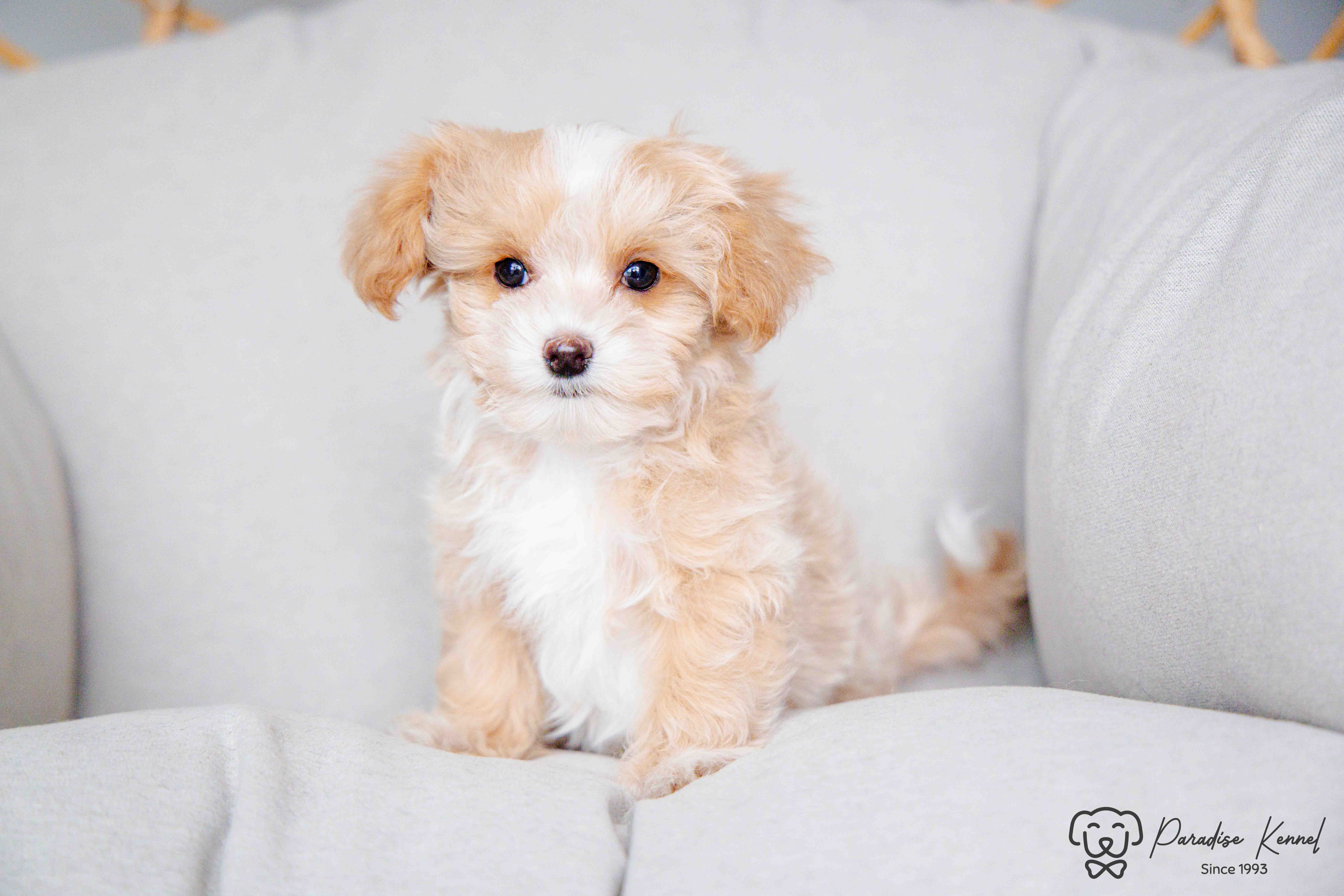 ❤️ Maltipoo (Maltese X Poodle) Puppies ❤️ Financing 0% ❤️ - 5 - 1760710977643_maltipoo breeder_-78