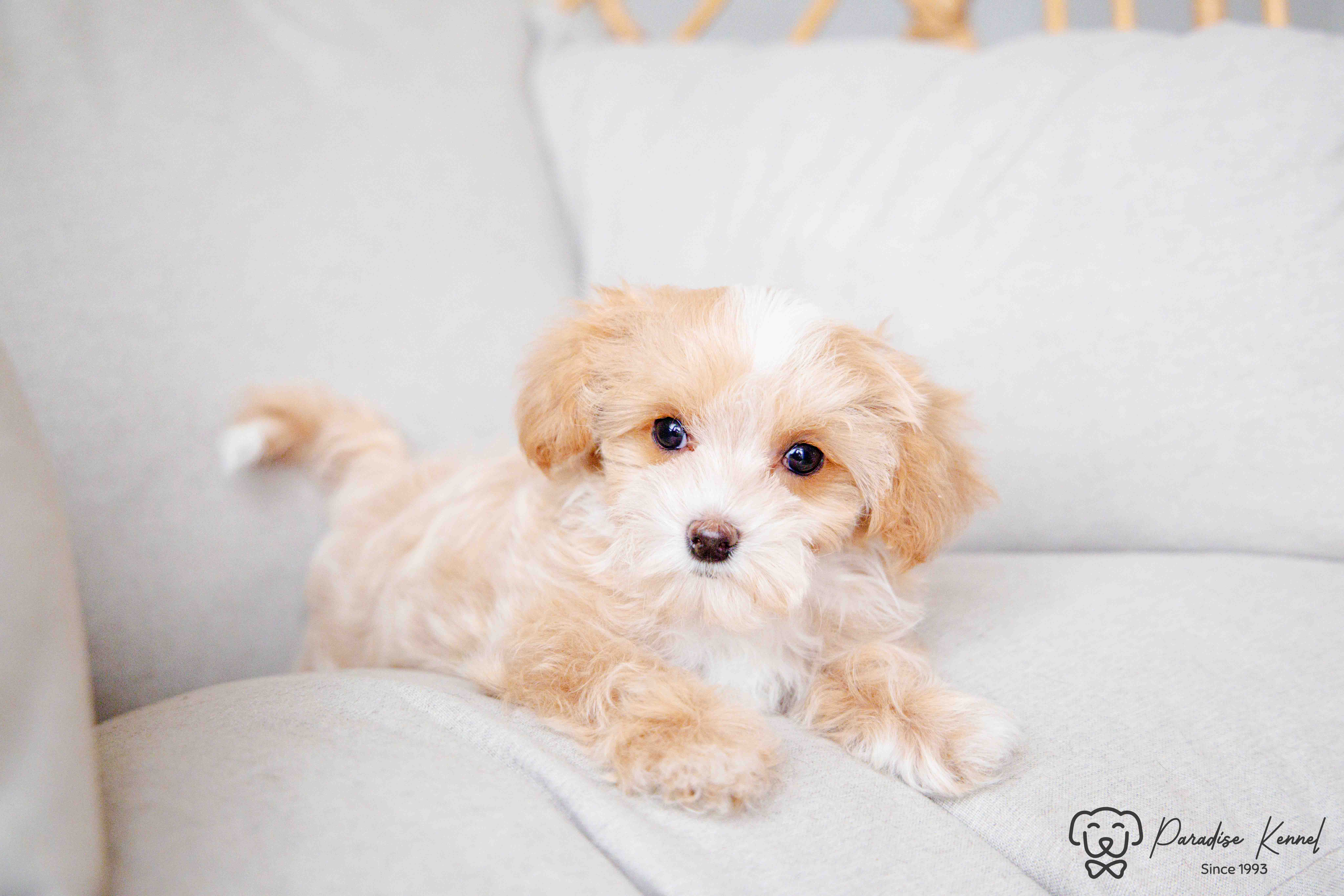 ❤️ Maltipoo (Maltese X Poodle) Puppies ❤️ Financing 0% ❤️ - 4 - 1760710995750_maltipoo breeder_-86
