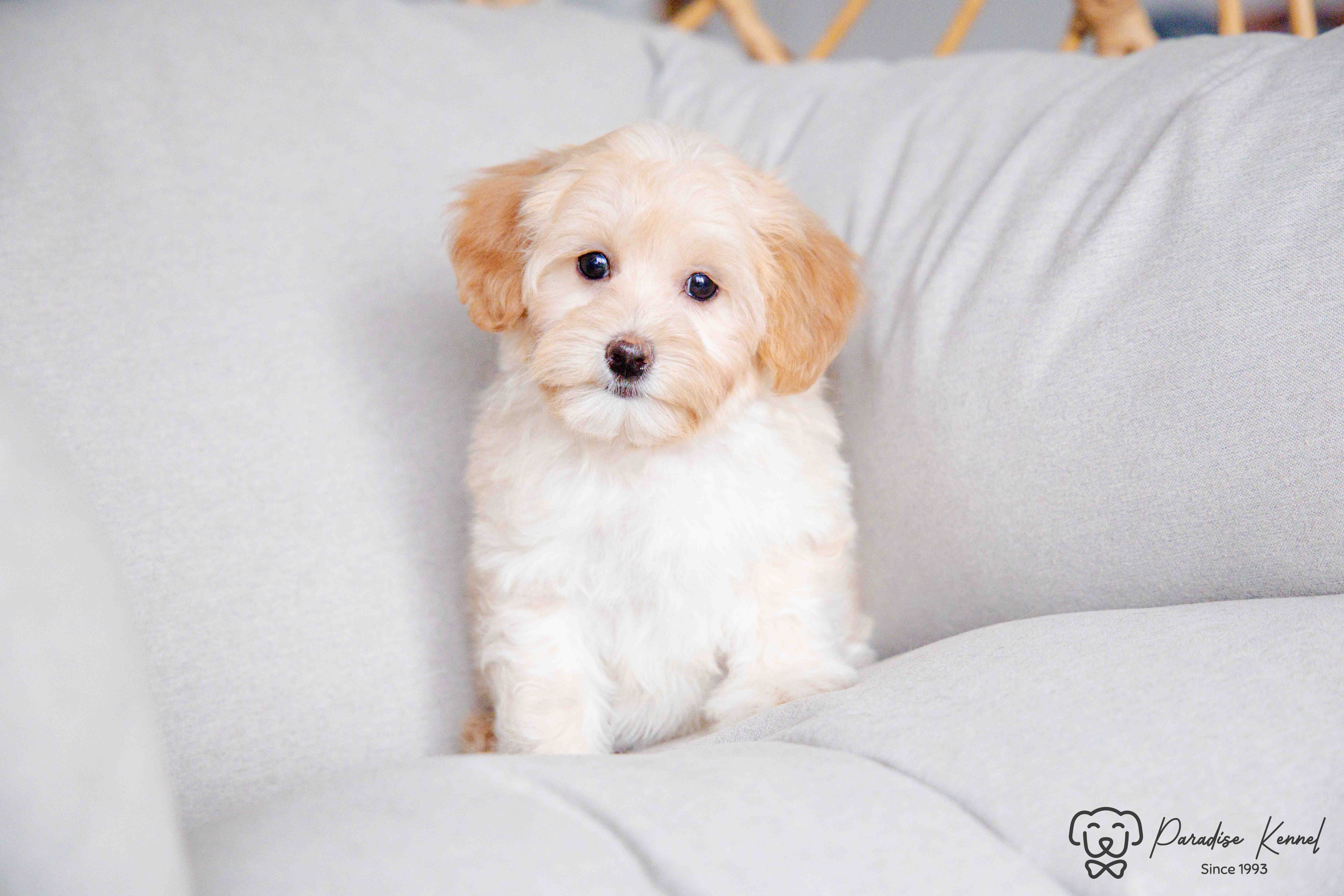 ❤️ Maltipoo (Maltese X Poodle) Puppies ❤️ Financing 0% ❤️ - 6 - 1760711012263_maltipoo breeder_-67