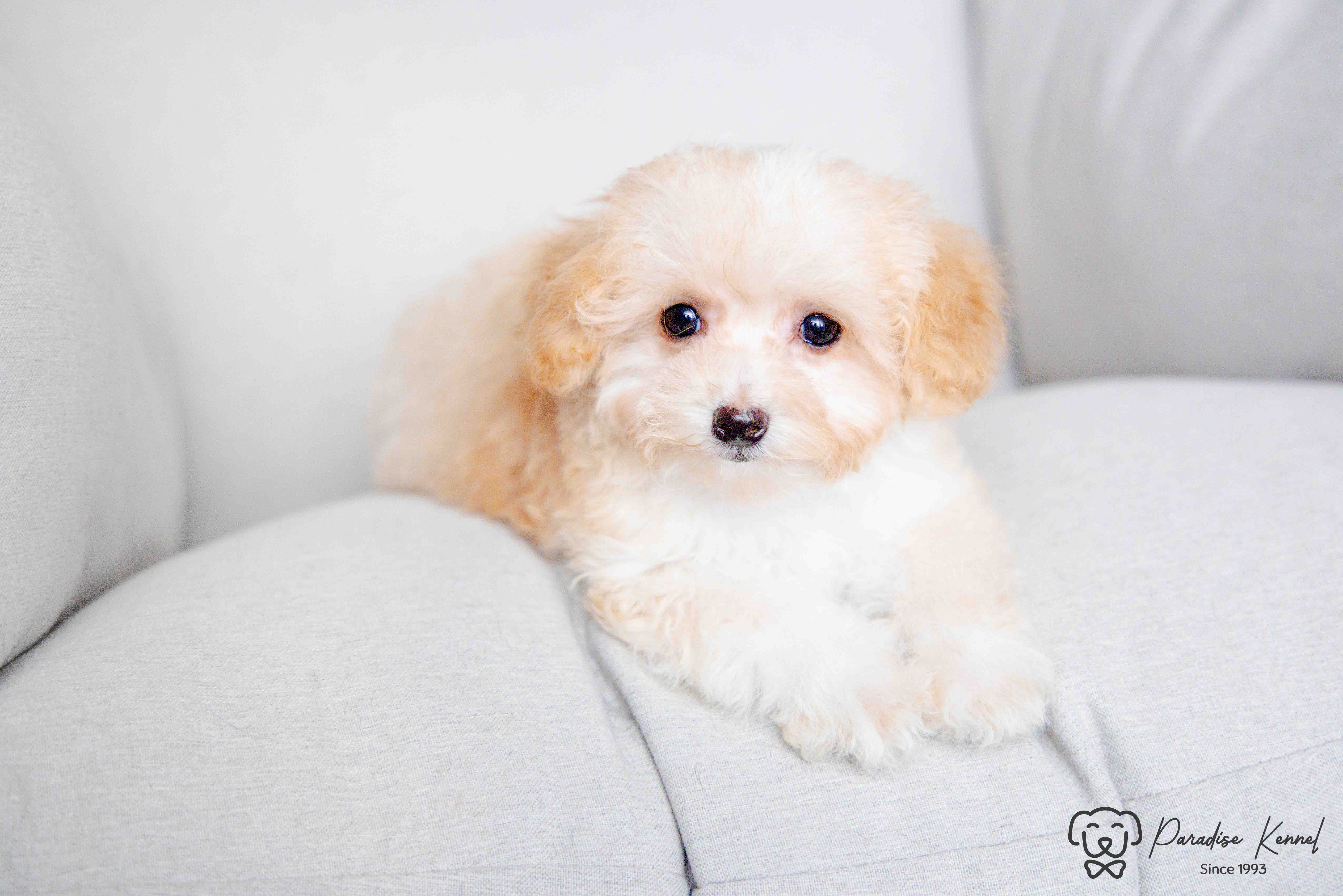 ❤️ Maltipoo (Maltese X Poodle) Puppies ❤️ Financing 0% ❤️ - 8 - 1760711026019_maltipoo breeder_-91