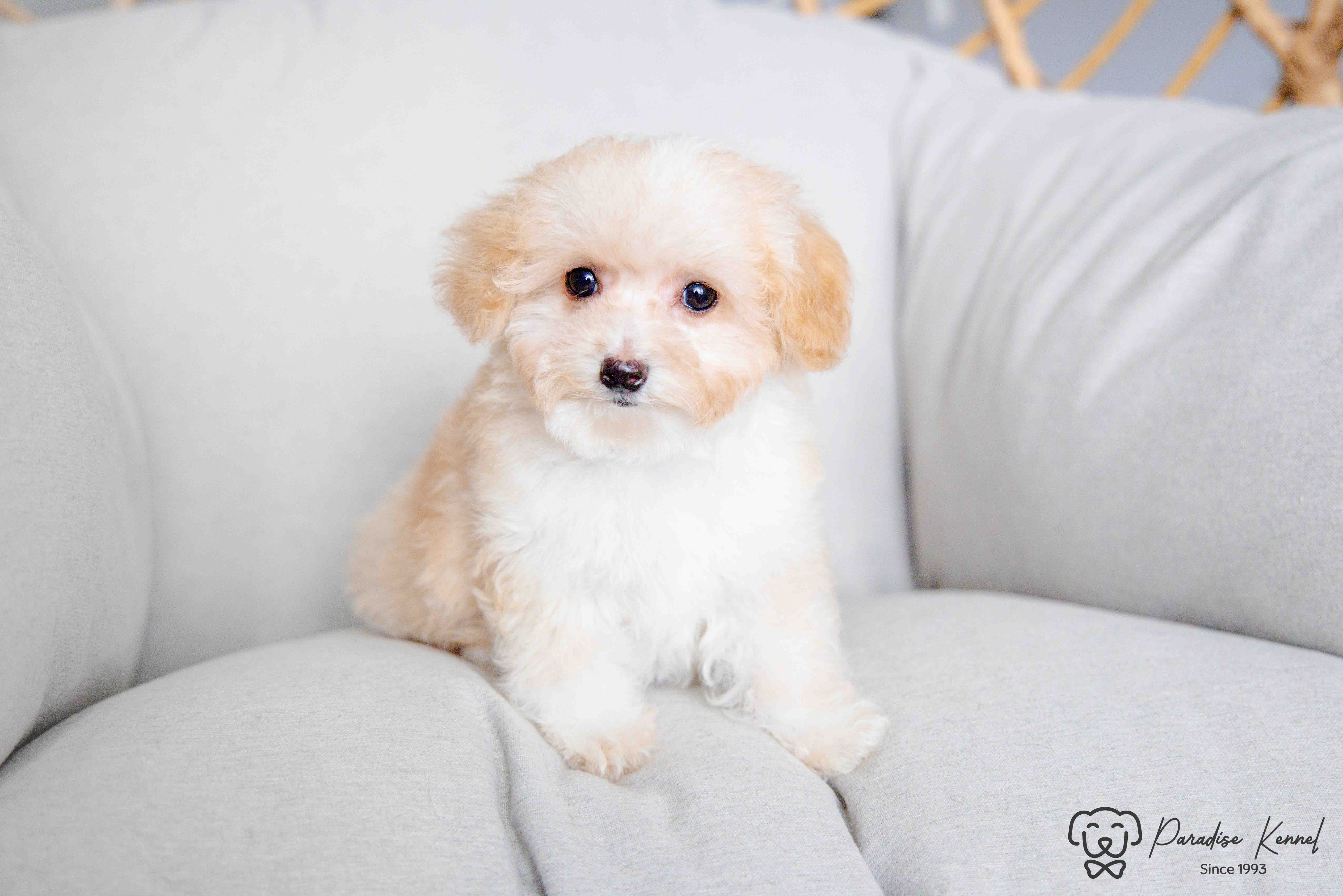 ❤️ Maltipoo (Maltese X Poodle) Puppies ❤️ Financing 0% ❤️ - 9 - 1760711035596_maltipoo breeder_-98
