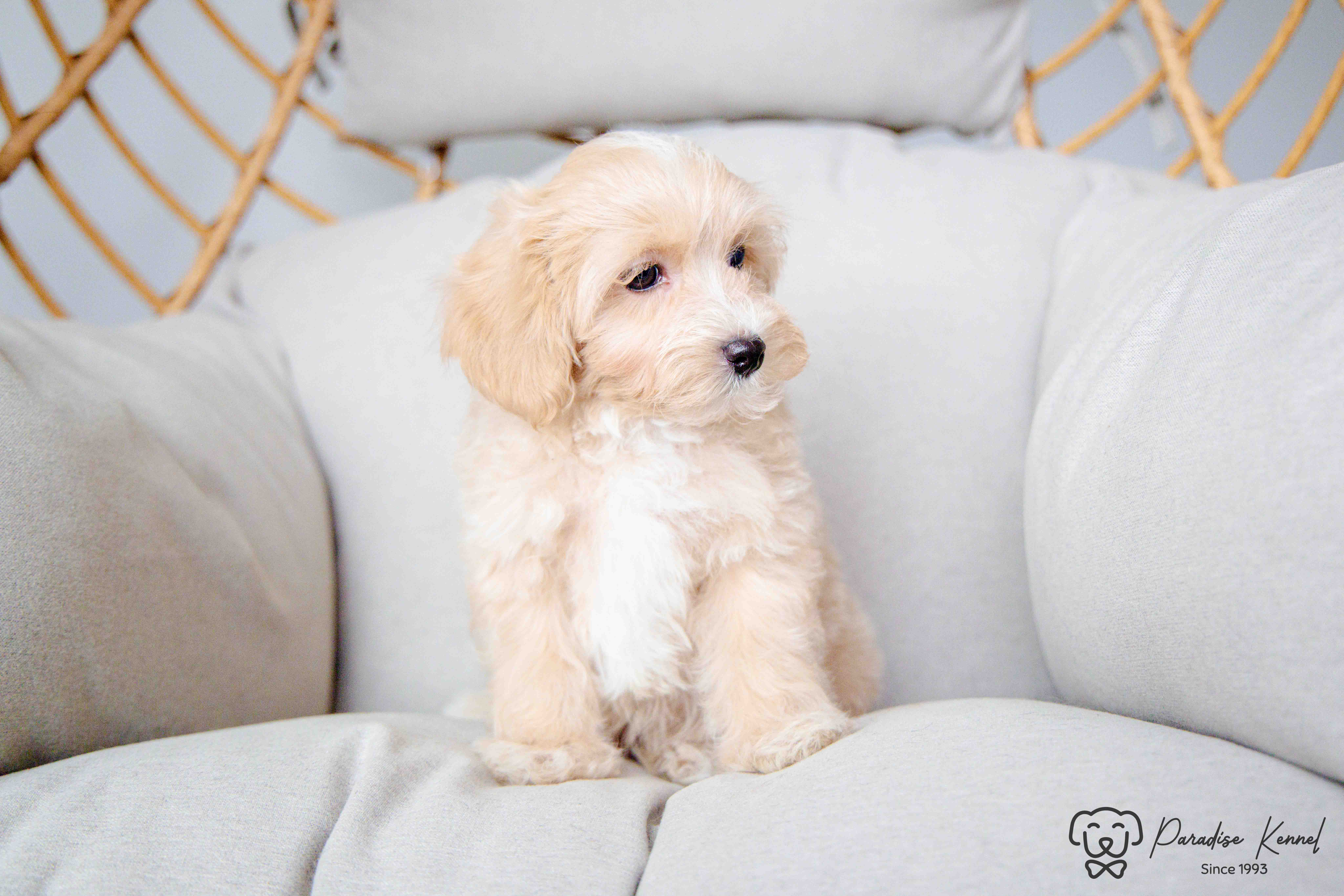 ❤️ Maltipoo (Maltese X Poodle) Puppies ❤️ Financing 0% ❤️ - 10 - 1760711054631_maltipoo breeder_-118
