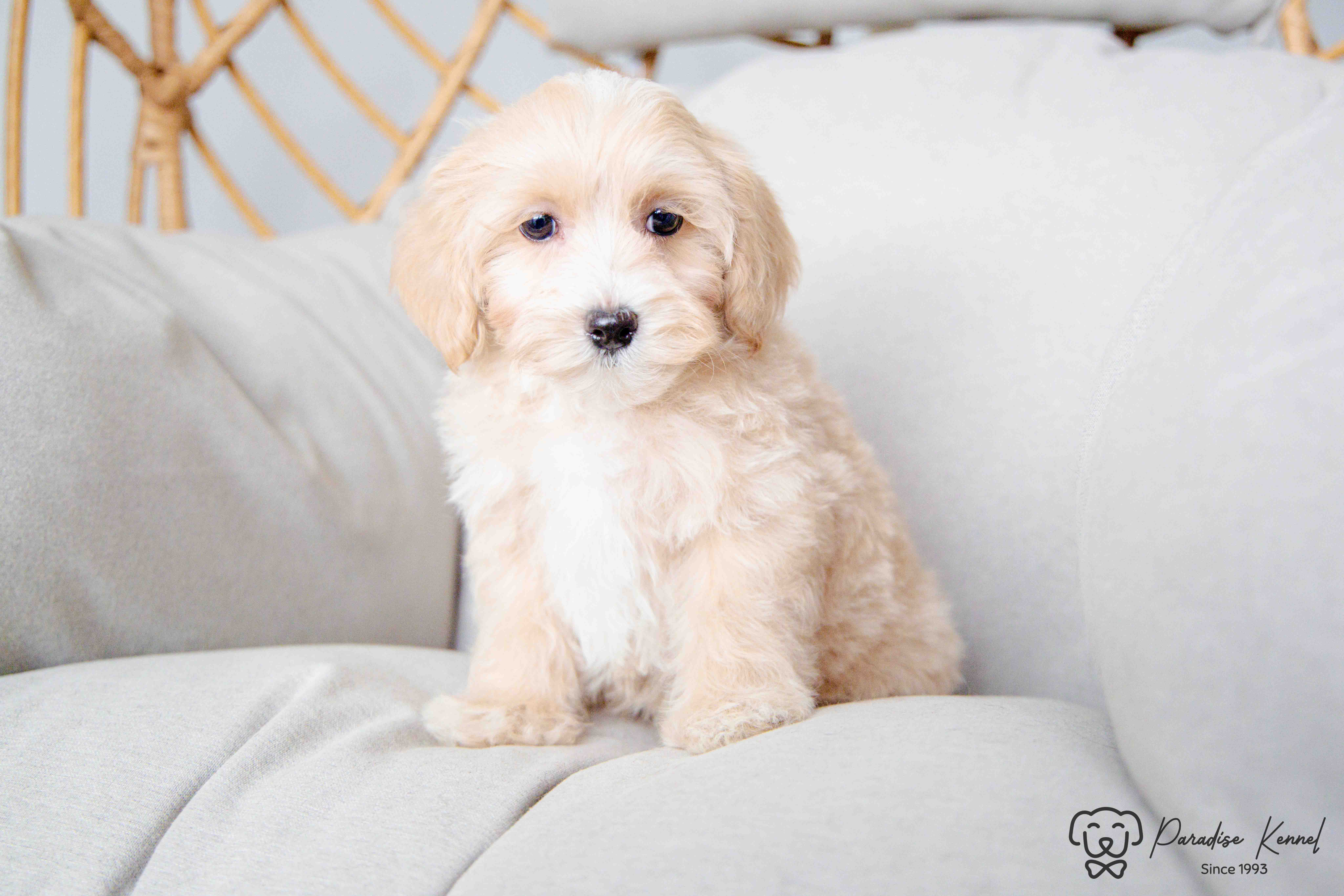 ❤️ Maltipoo (Maltese X Poodle) Puppies ❤️ Financing 0% ❤️ - 11 - 1760711073800_maltipoo breeder_-119
