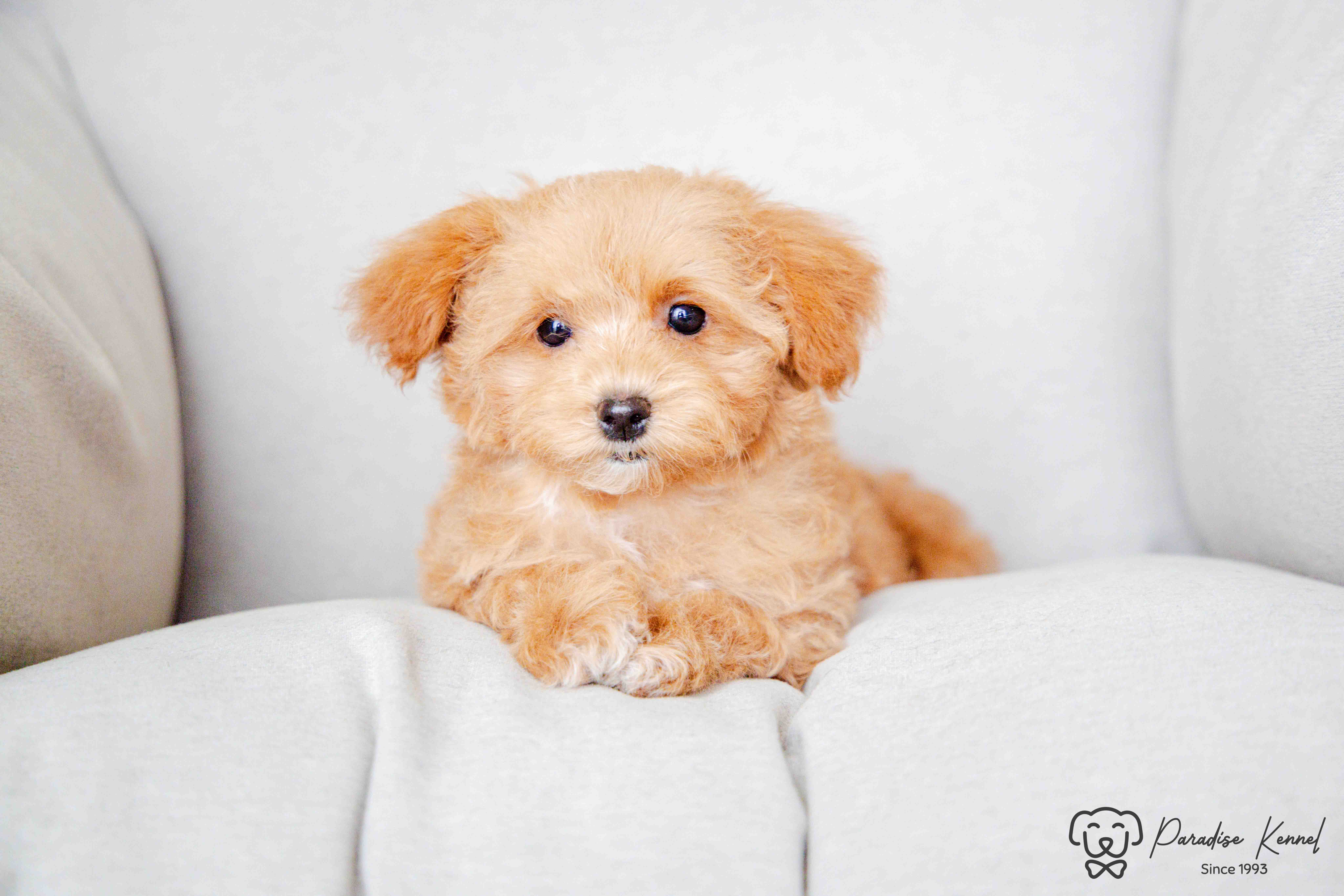 ❤️ Maltipoo (Maltese X Poodle) Puppies ❤️ Financing 0% ❤️ - 3 - 1760711095571_maltipoo breeder_-159