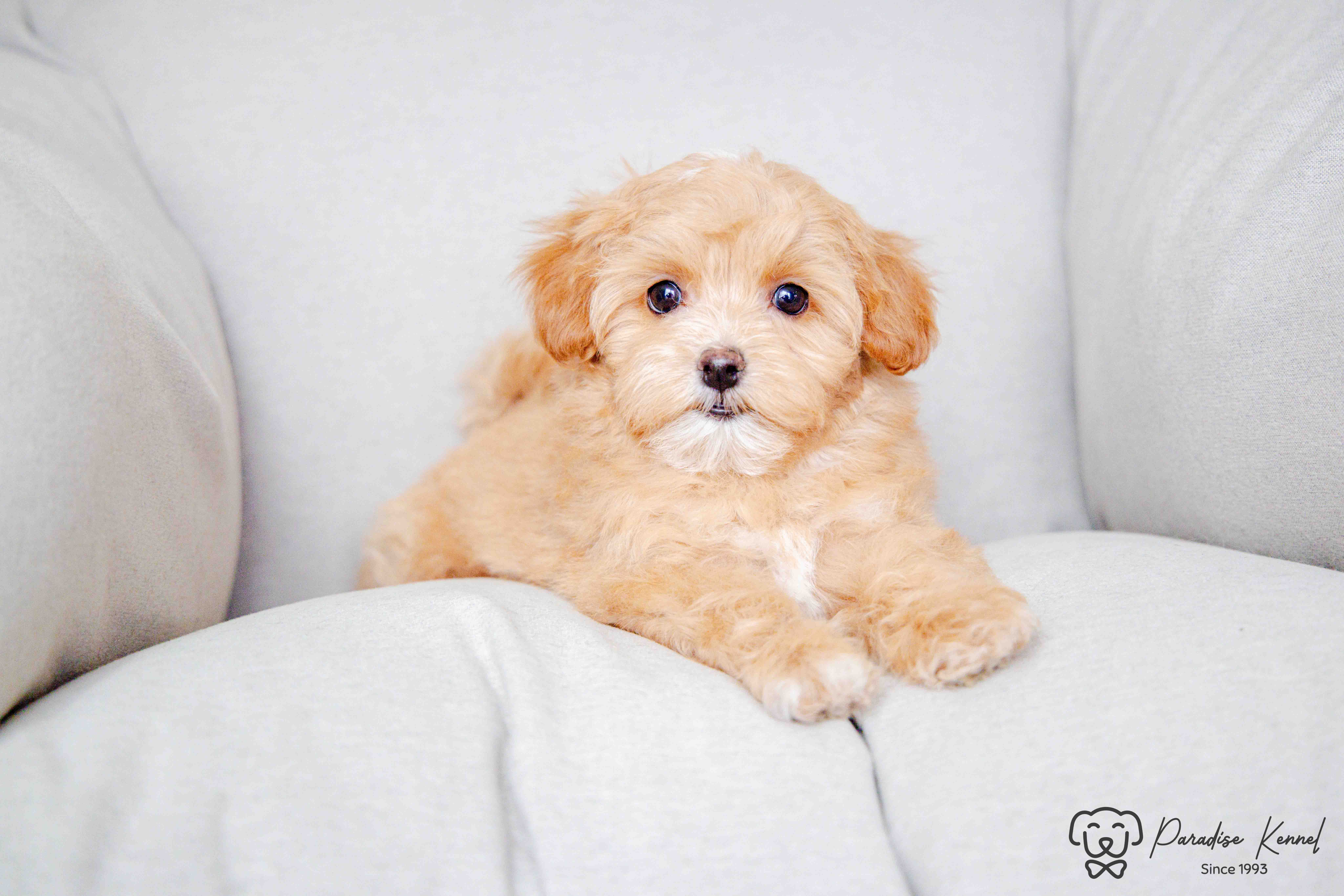 ❤️ Maltipoo (Maltese X Poodle) Puppies ❤️ Financing 0% ❤️ - 14 - 1760711127220_maltipoo breeder_-145
