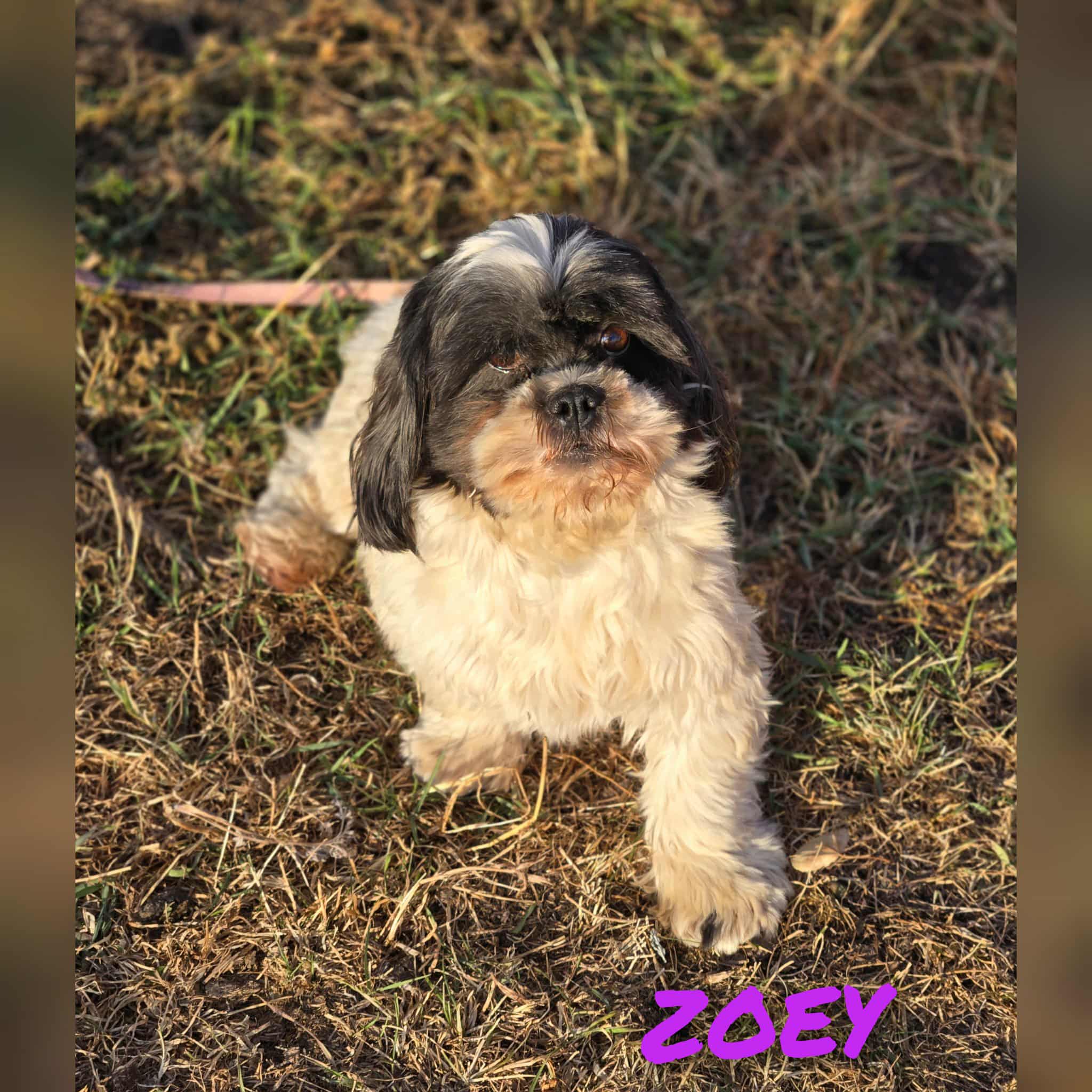 Photo of Adult Shih-tzu female