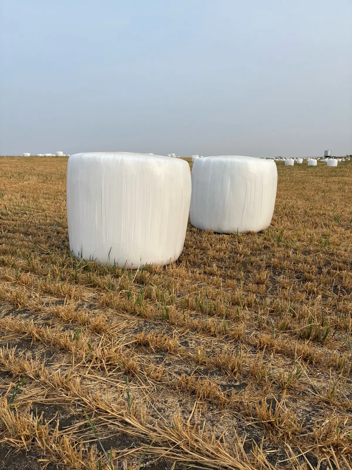 Photo of Greenfeed Silage Bales For Sale