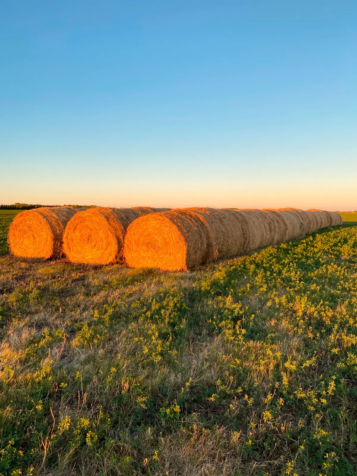Photo of Hay For Sale
