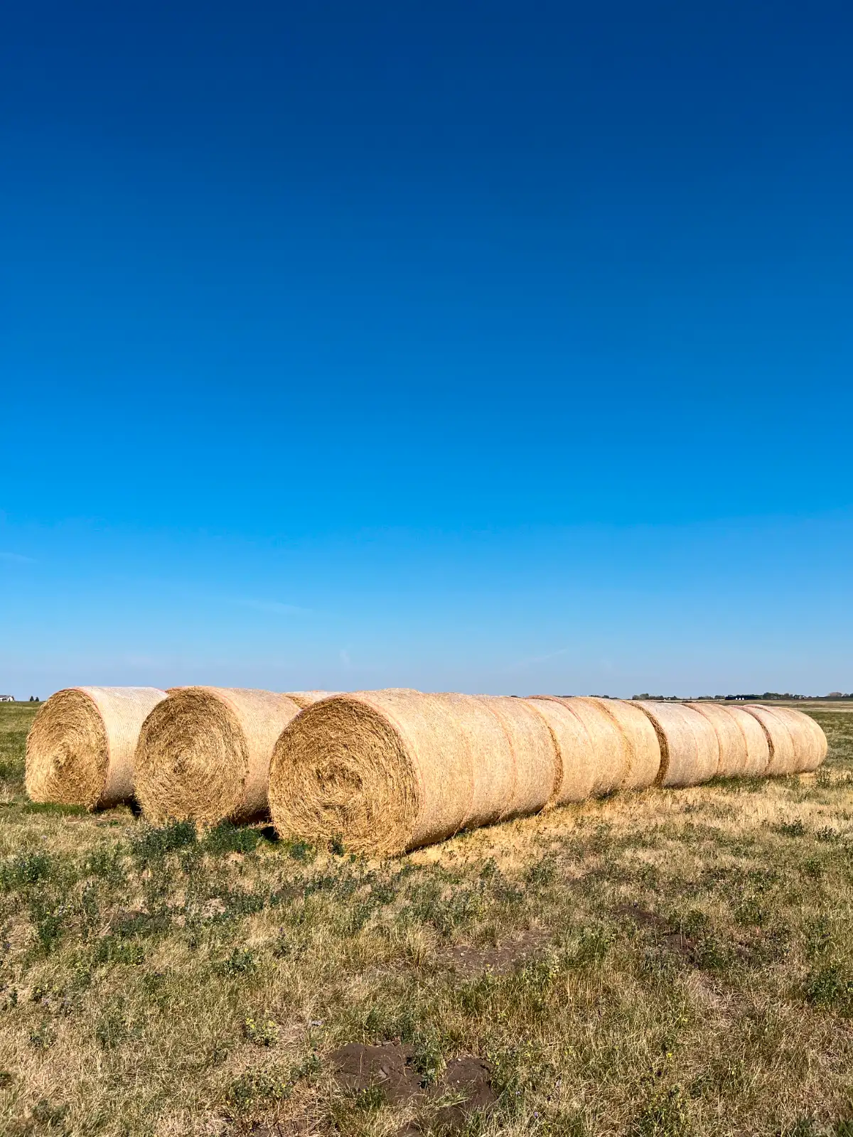 Photo of Hay For Sale