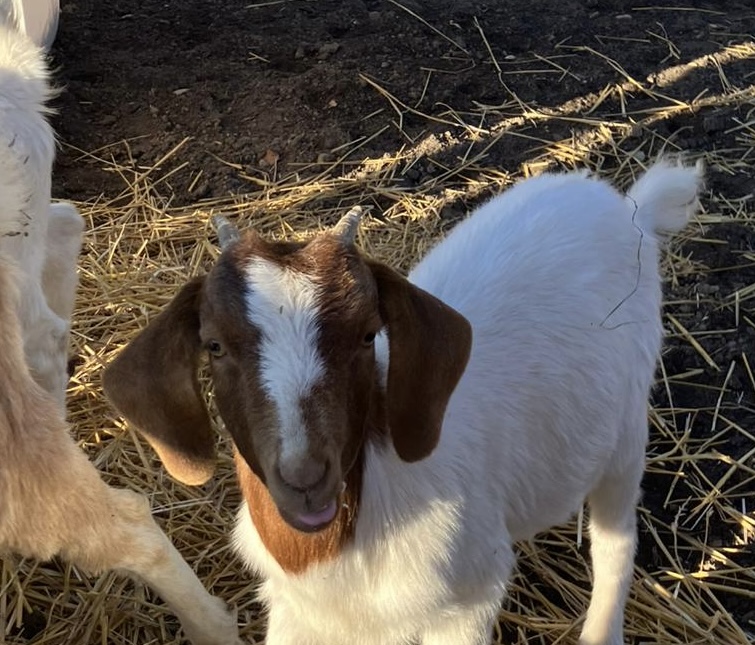 Photo of Boer doeling for sale! 