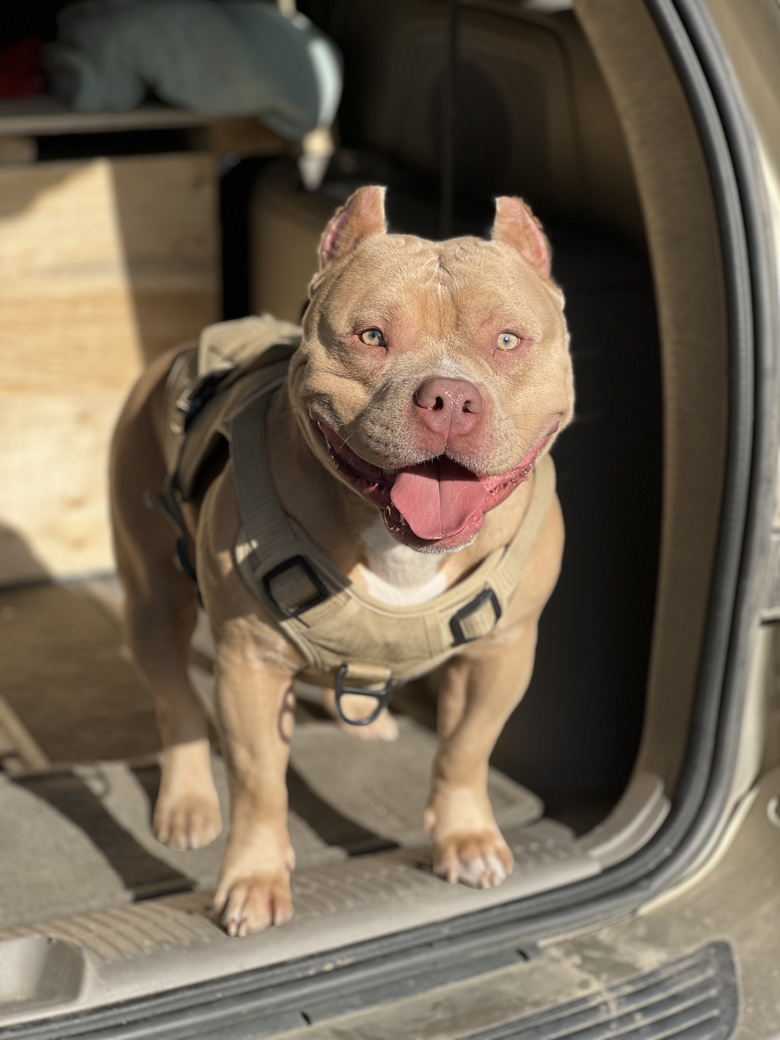 Photo of Purebred standard American bully