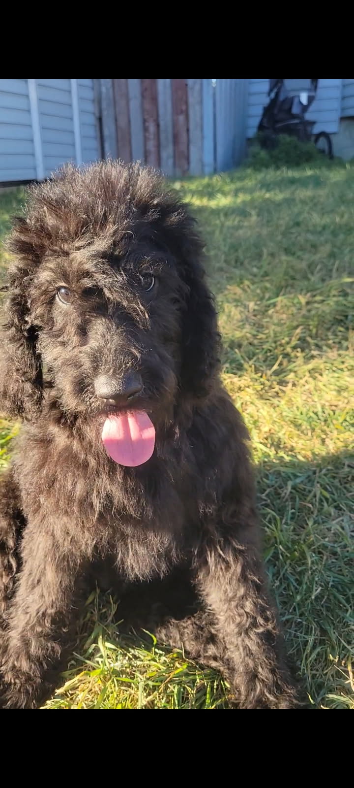 3 pure standard poodle pups available  - 4 - 1760798508477_image000000(1)