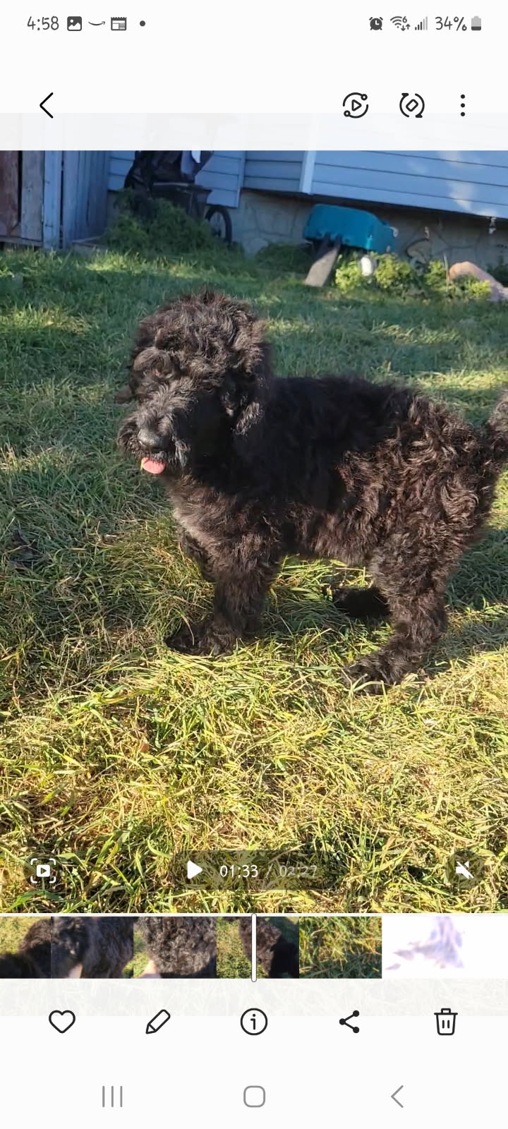 3 pure standard poodle pups available  - 5 - 1760798508478_image000001(1)