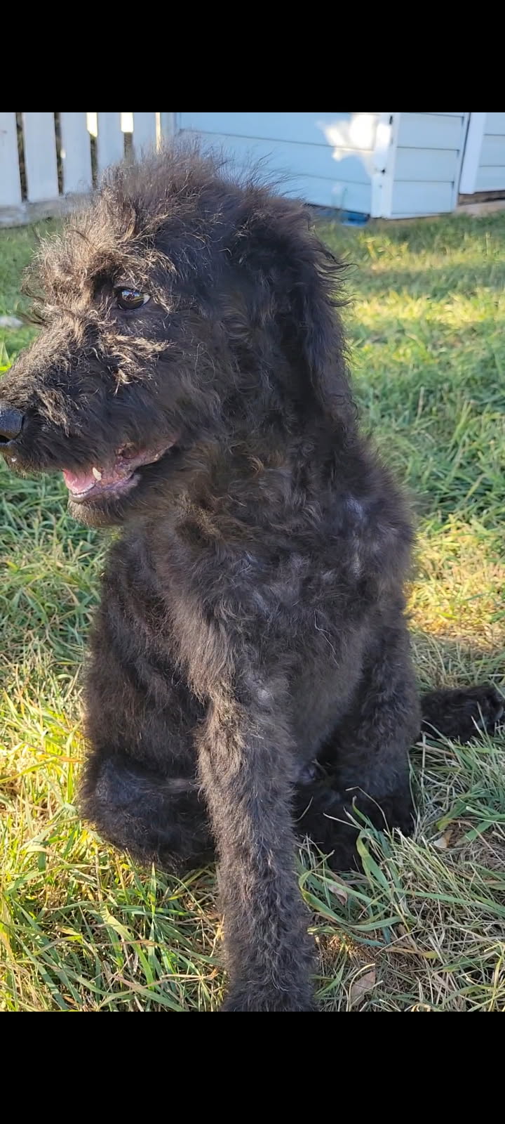 3 pure standard poodle pups available  - 6 - 1760798508479_image000002(1)