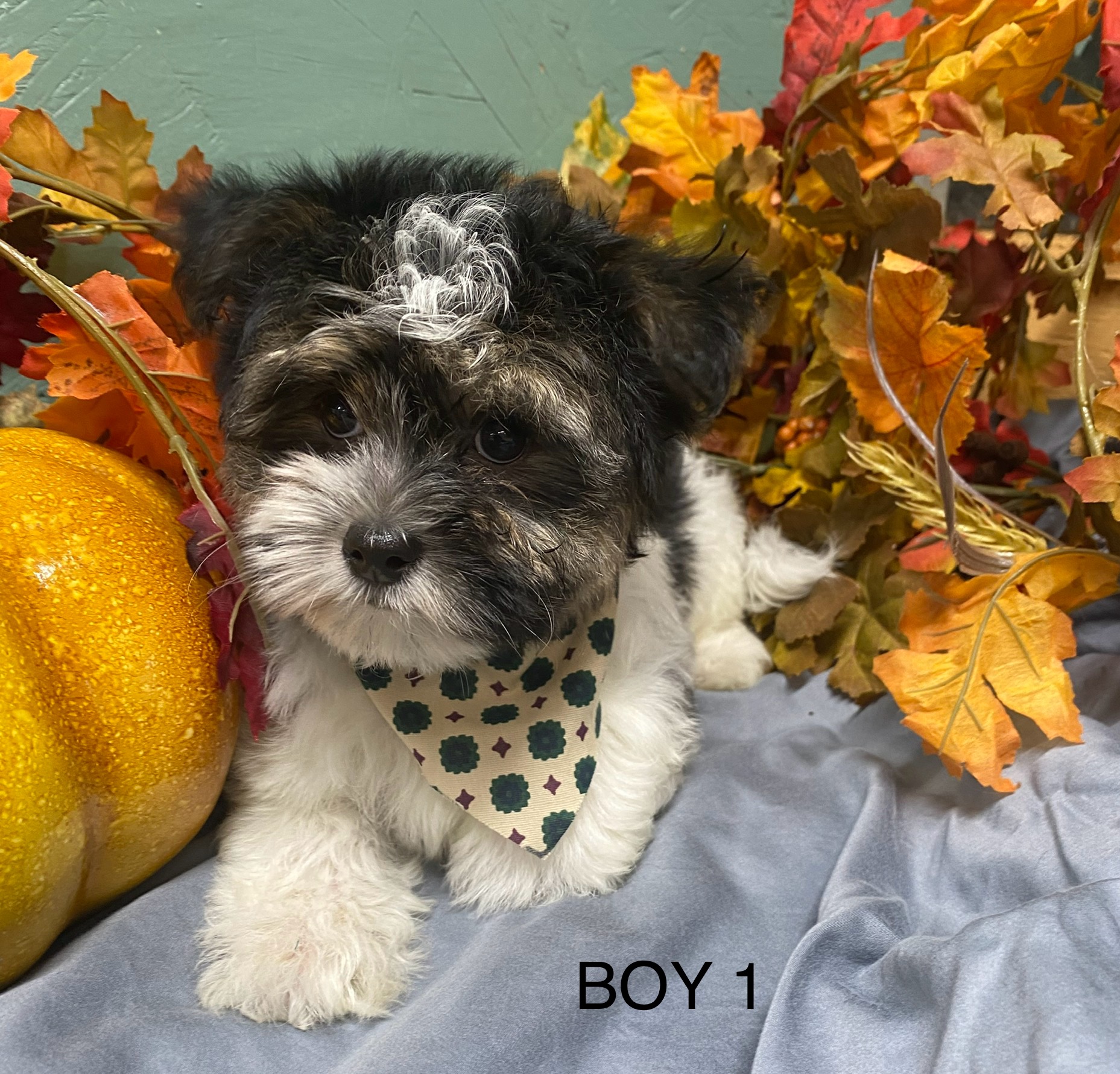 Photo of Biewer/Yorkshire Terrier