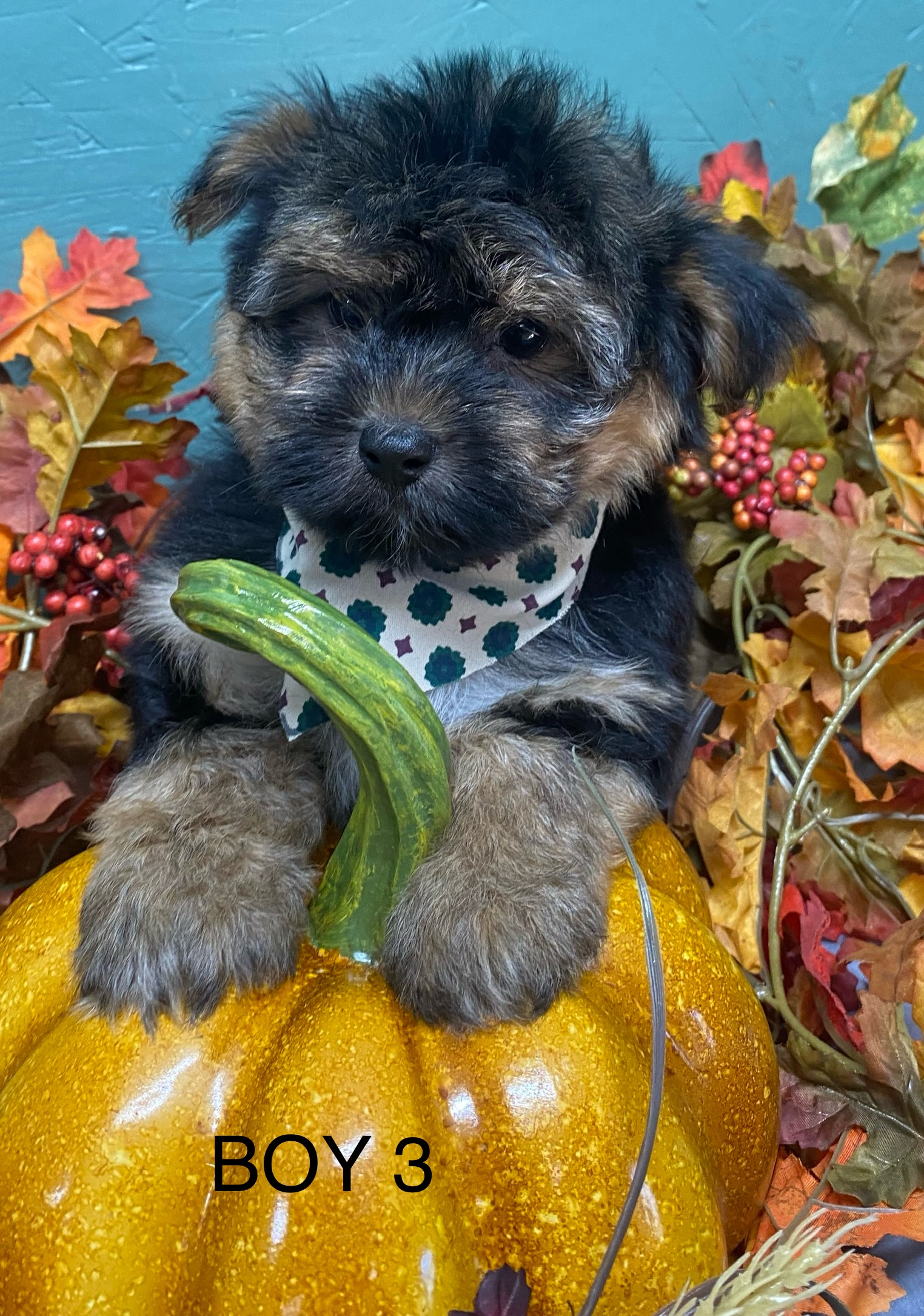 Biewer/Yorkshire Terrier - 3 - 1760822358444_1000002327