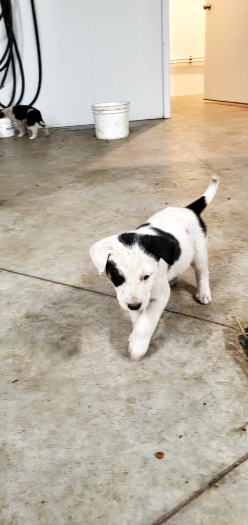 Photo of Puppies for sale