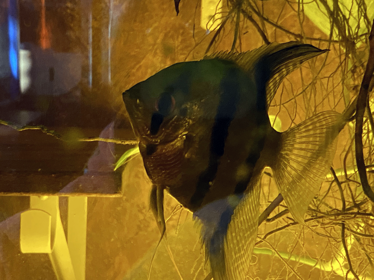 4 Tropical Fish for Sale -  - 4 - 1760917758297_angelfish