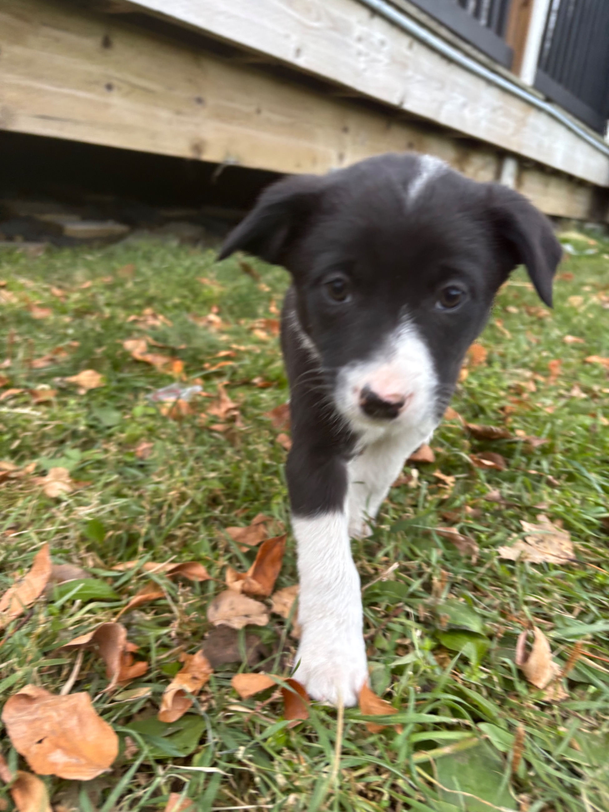 Photo of Border collie blue heeler puppies