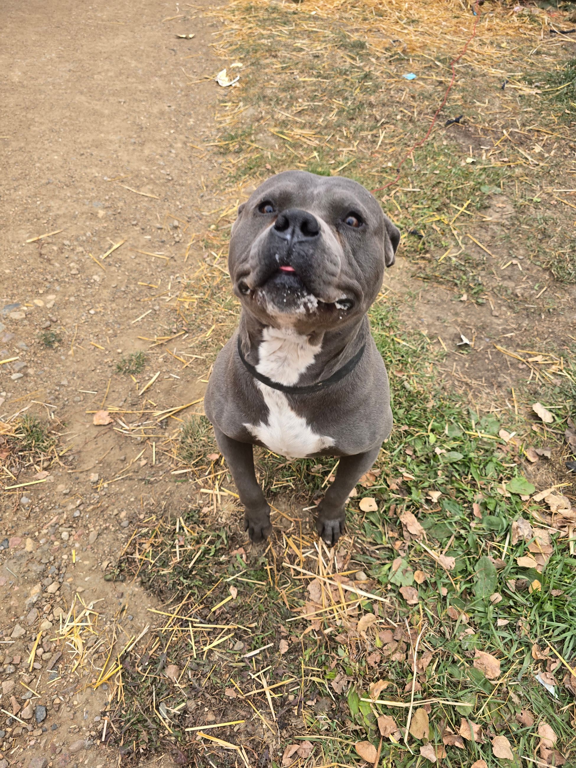 Photo of Bully Breed Male Intact 