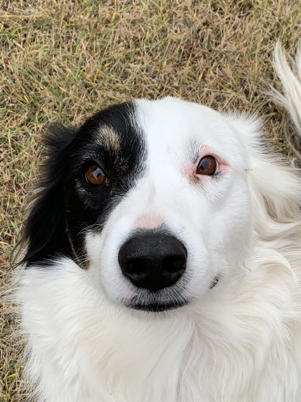 Photo of Adult Neutered Male Aussie Dog