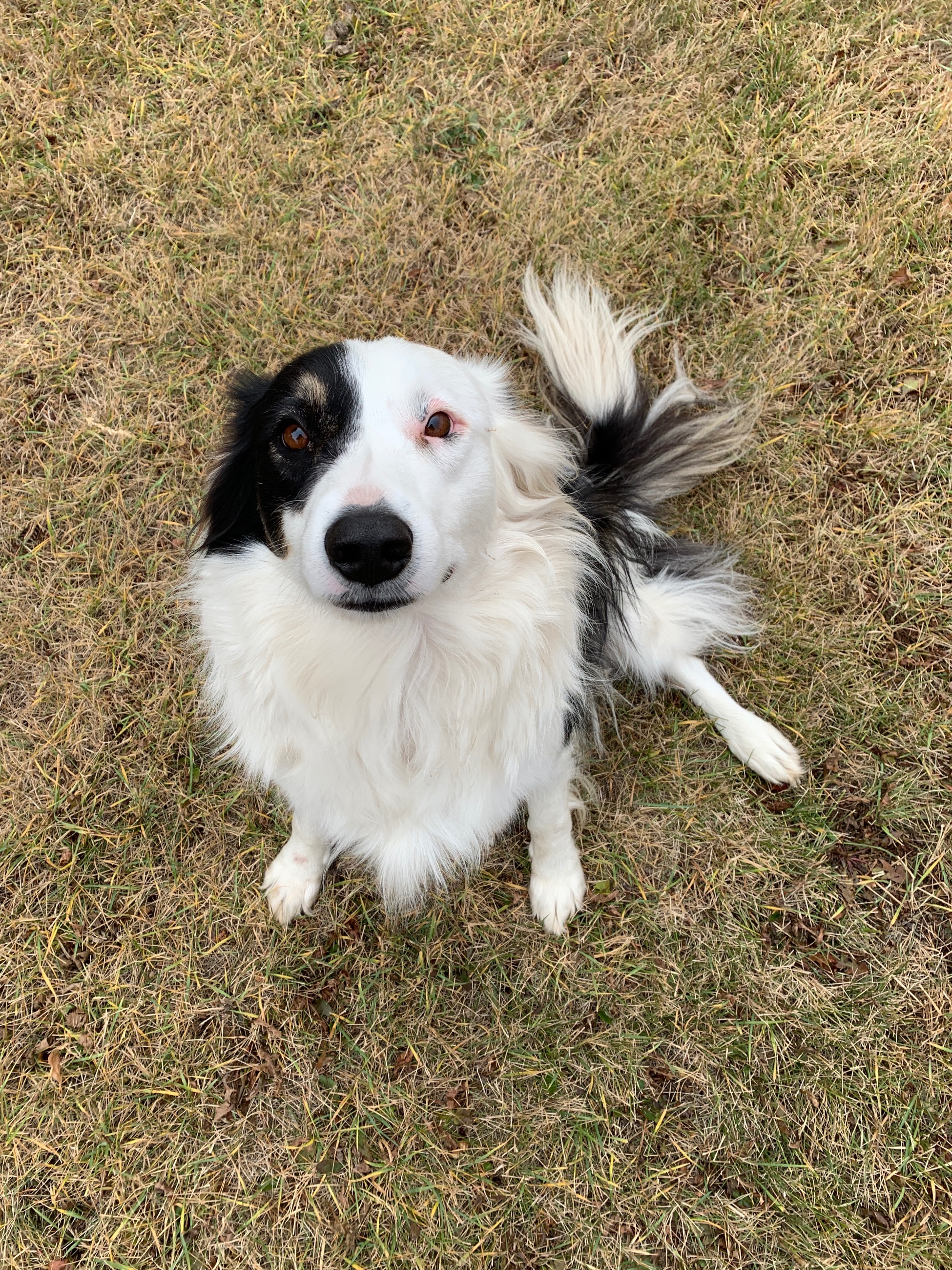 Adult Neutered Male Aussie Dog - 2 - 1760996577119_IMG_0293