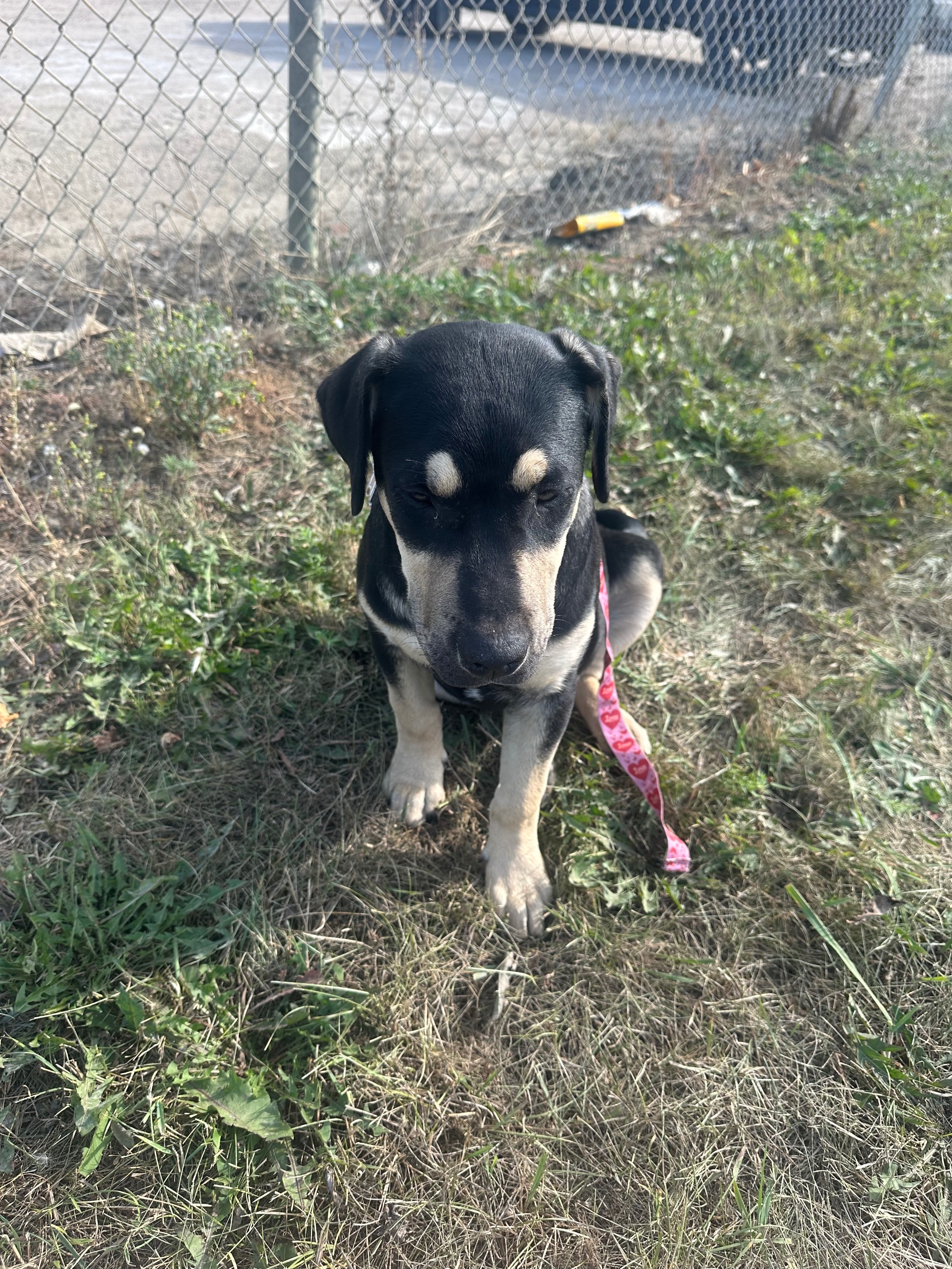 Photo of American bulldog black lab