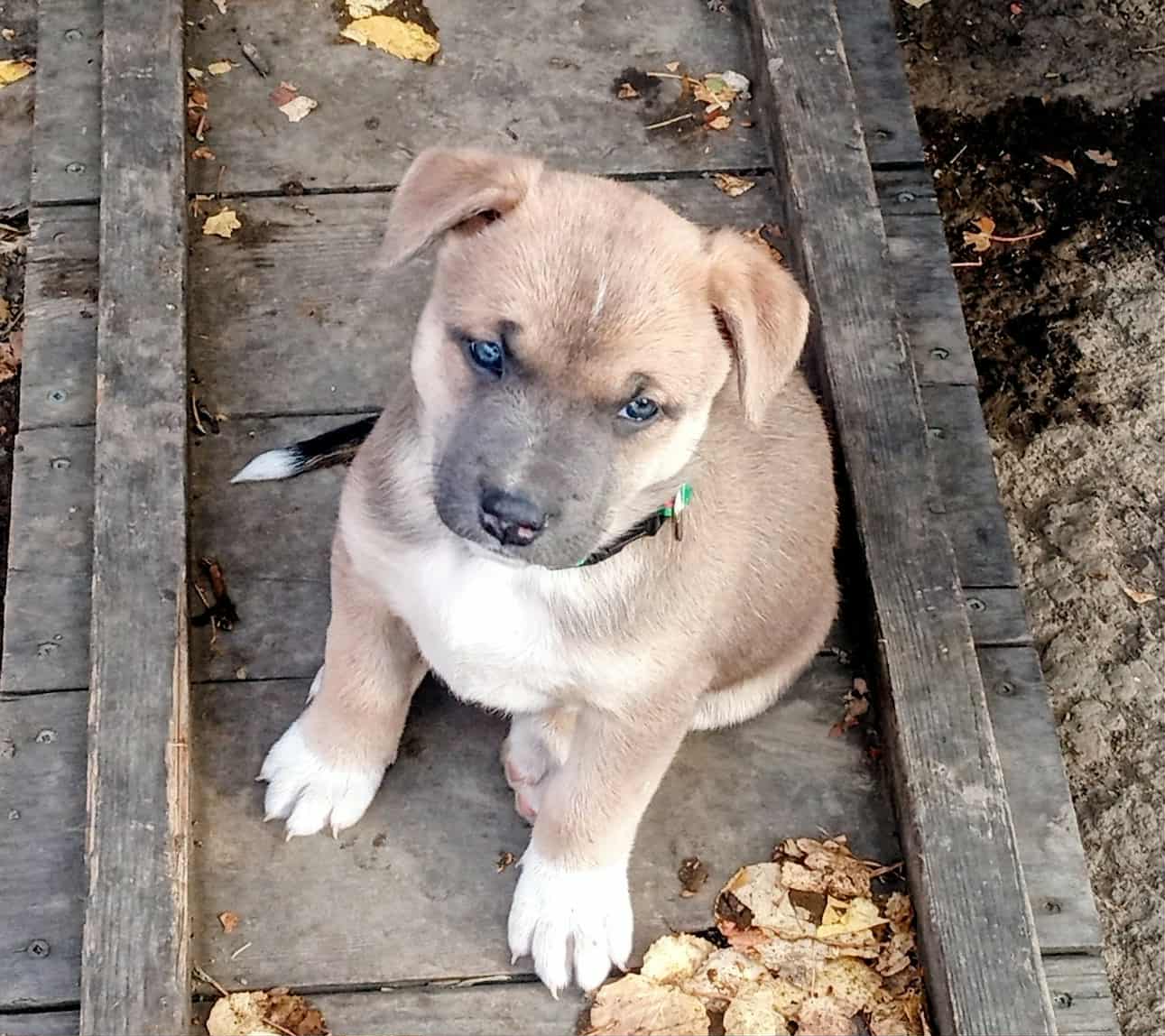 Photo of Mixed Breed Puppies Looking Fir Their Forever Himes