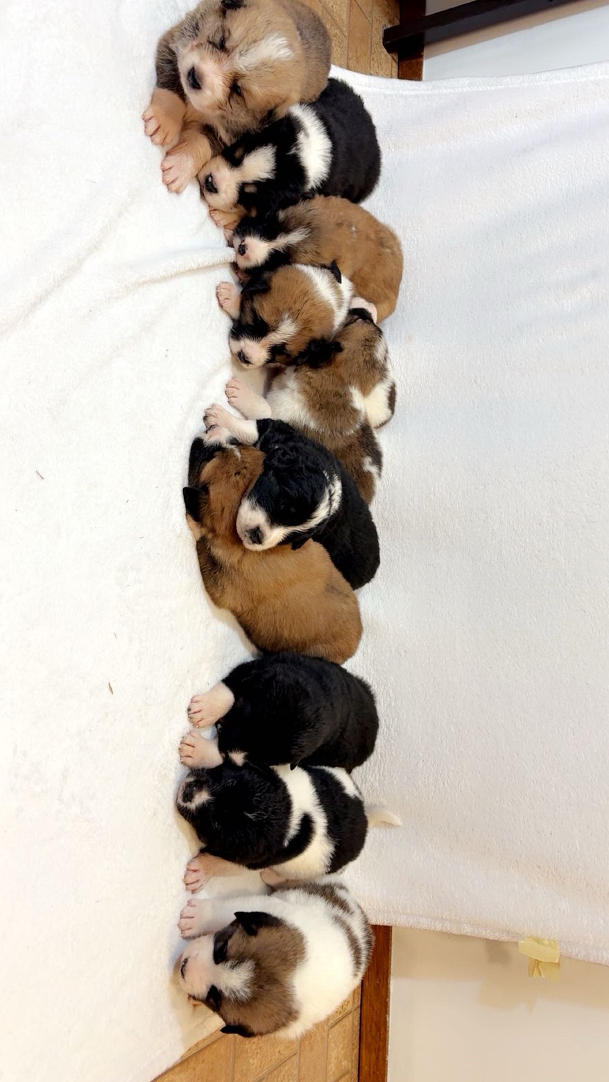 Photo of St.bernard mountain dog x Akita puppies