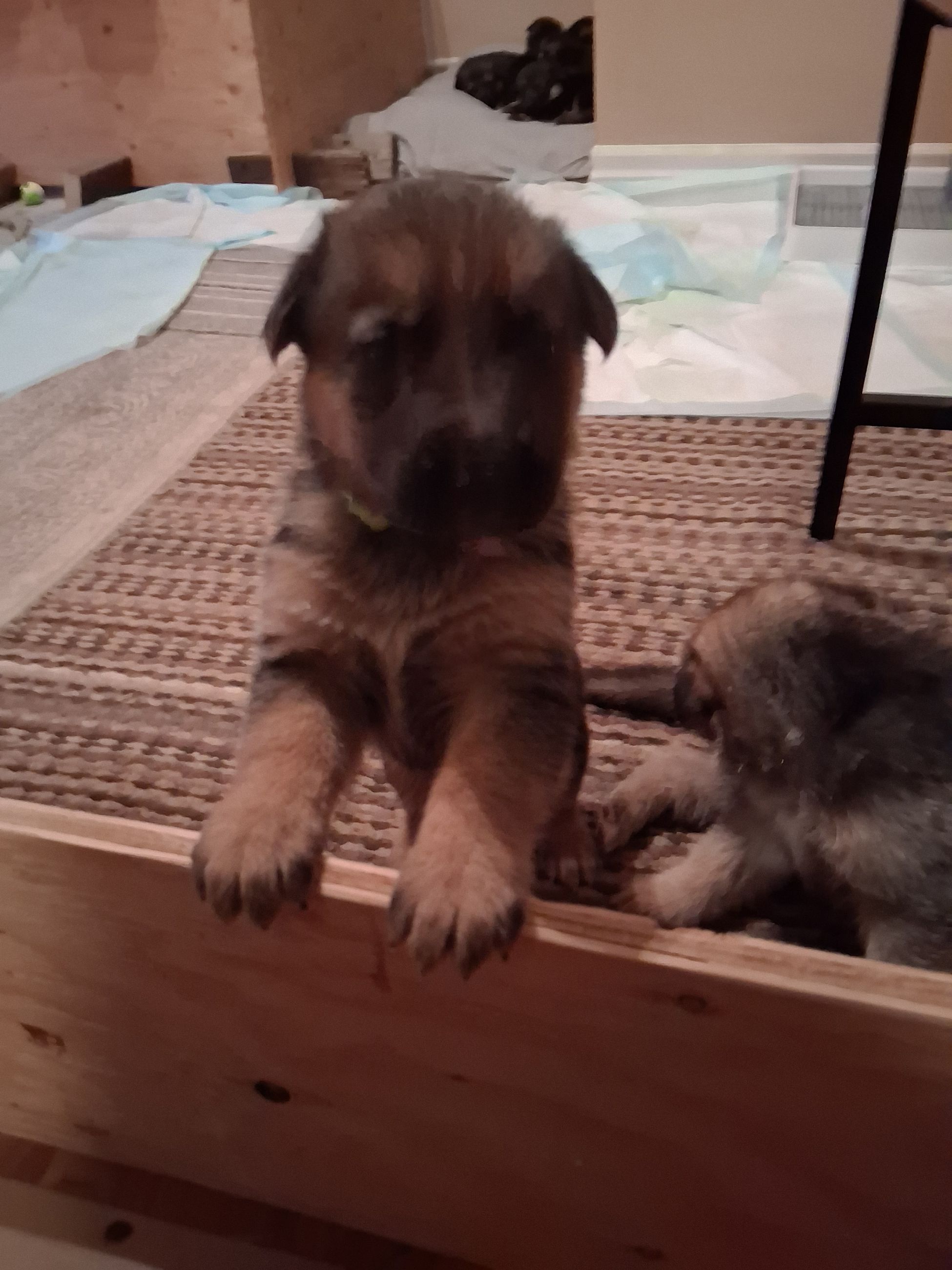Photo of German Shepherd Puppies