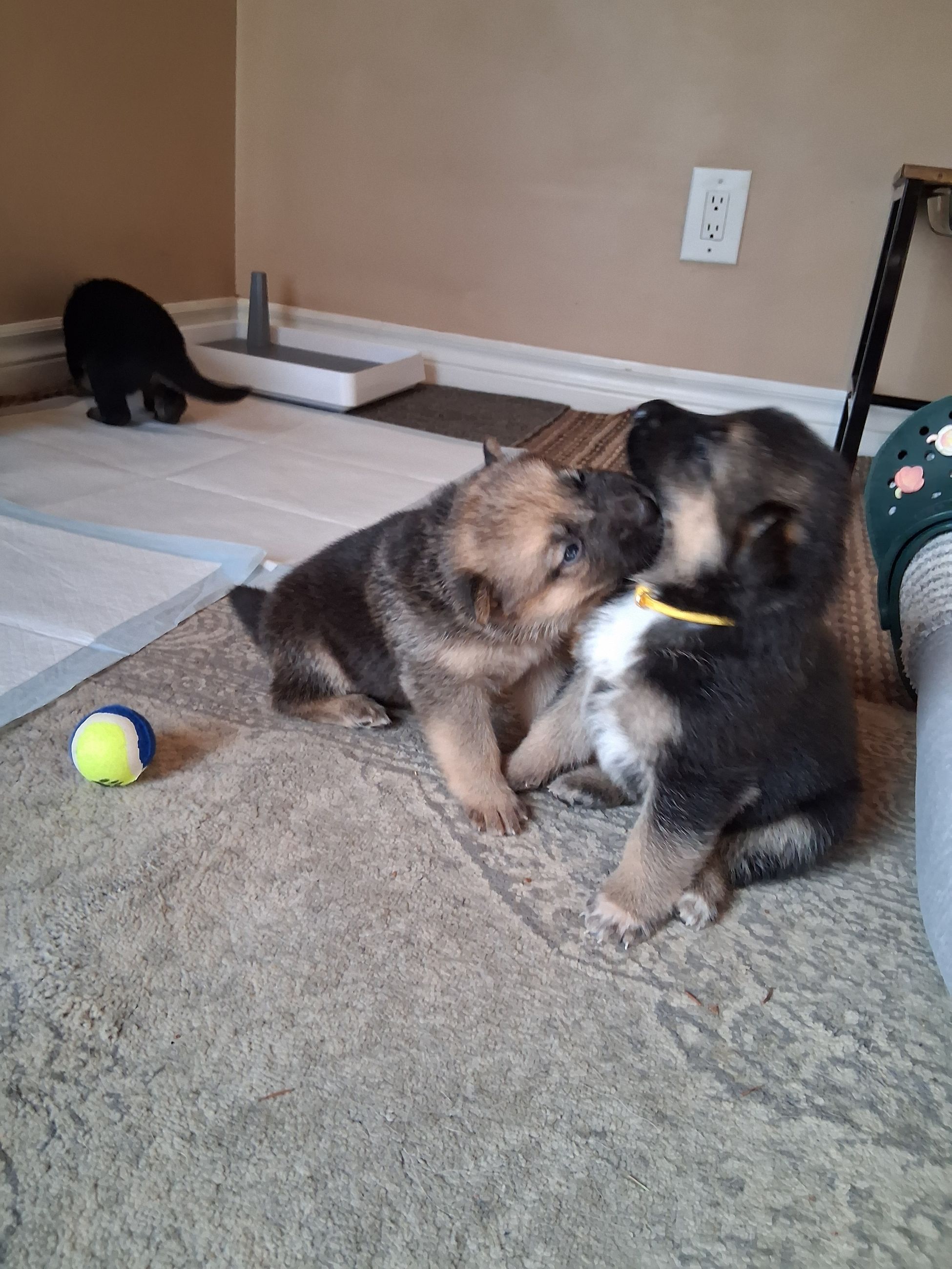 Photo of German Shepherd Puppies