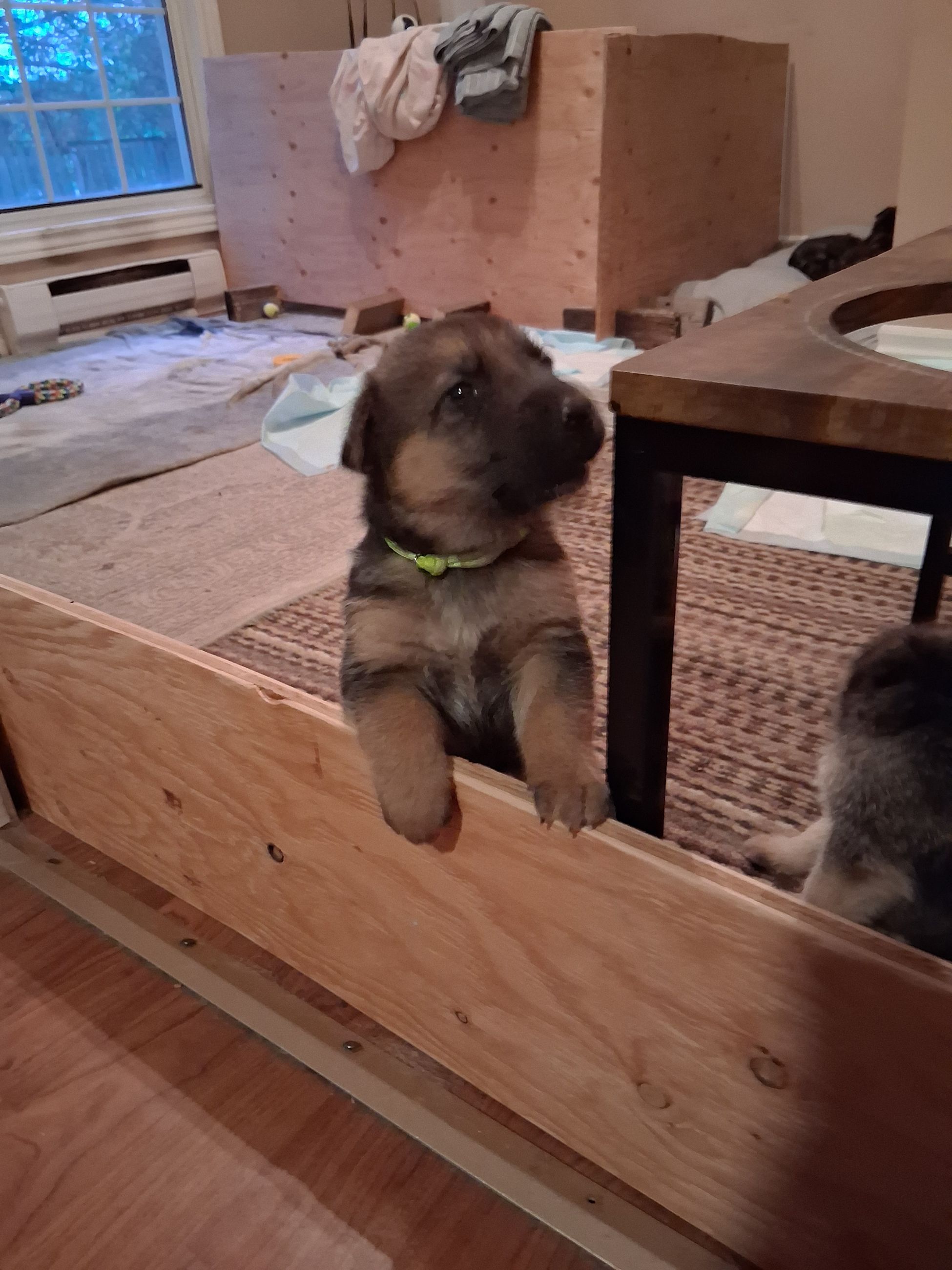 Photo of German Shepherd Puppies