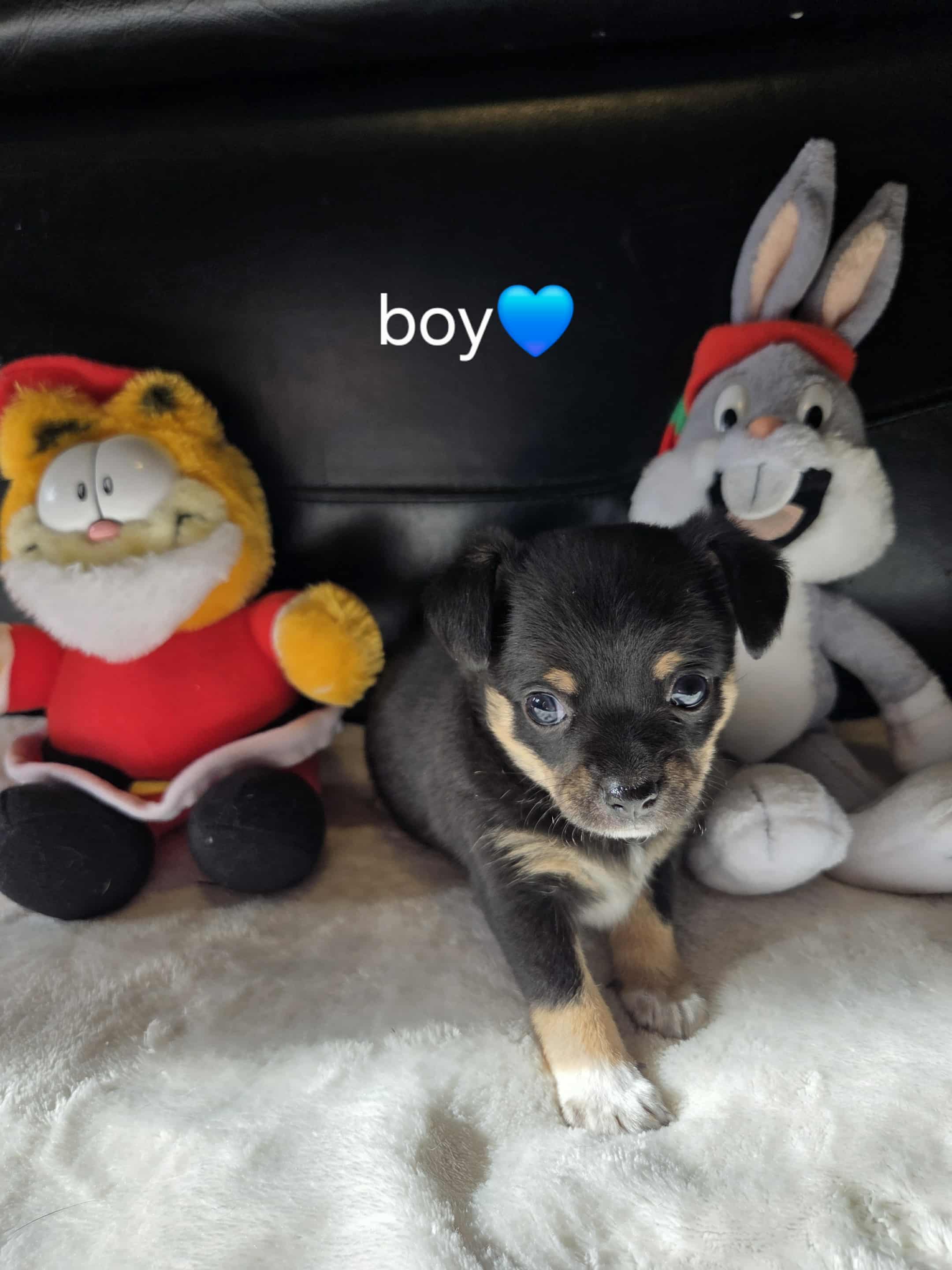 Photo of Pure Chihuahua puppies 