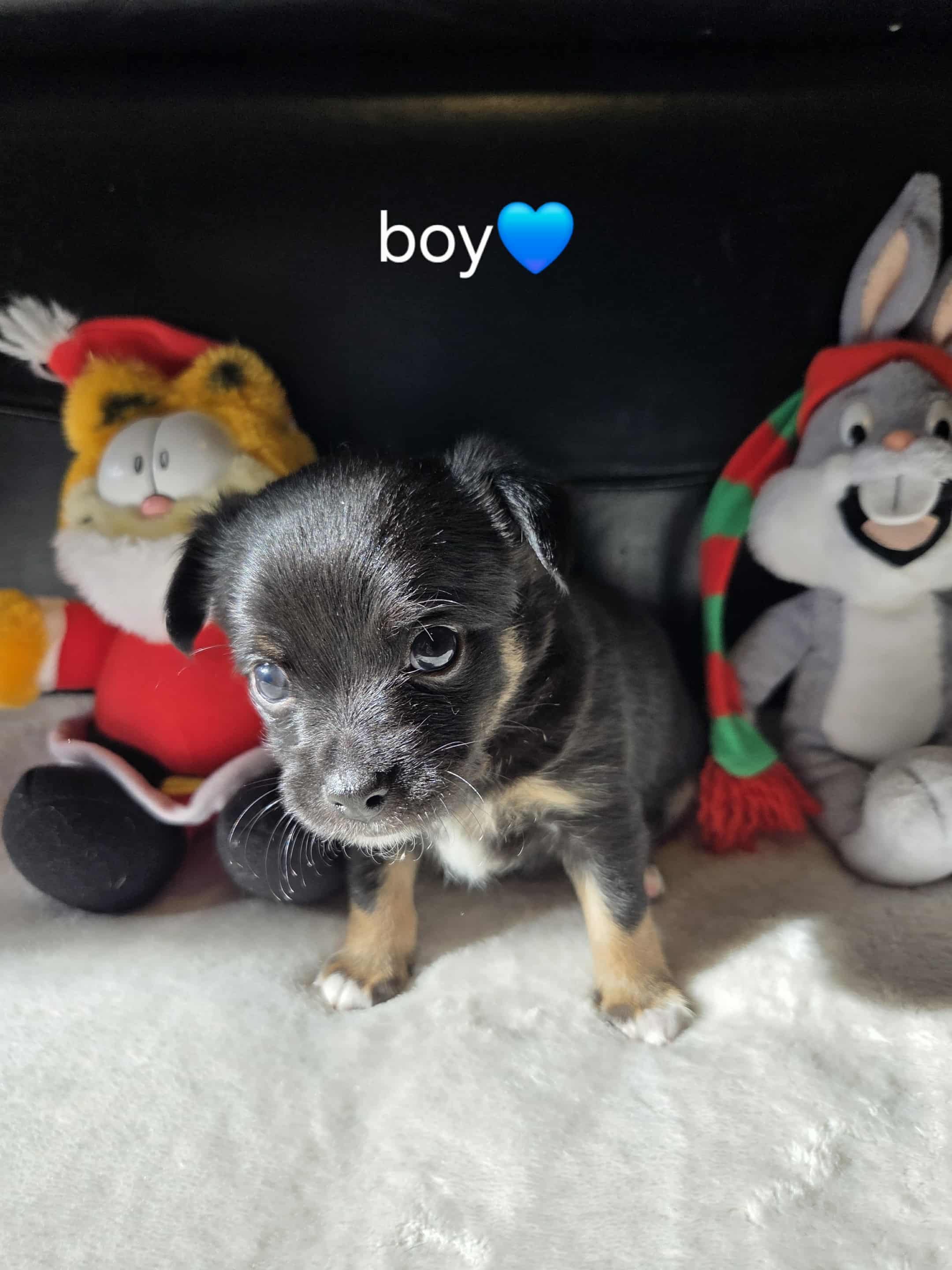 Pure Chihuahua puppies  - 2 - 1761096994930_1000010760
