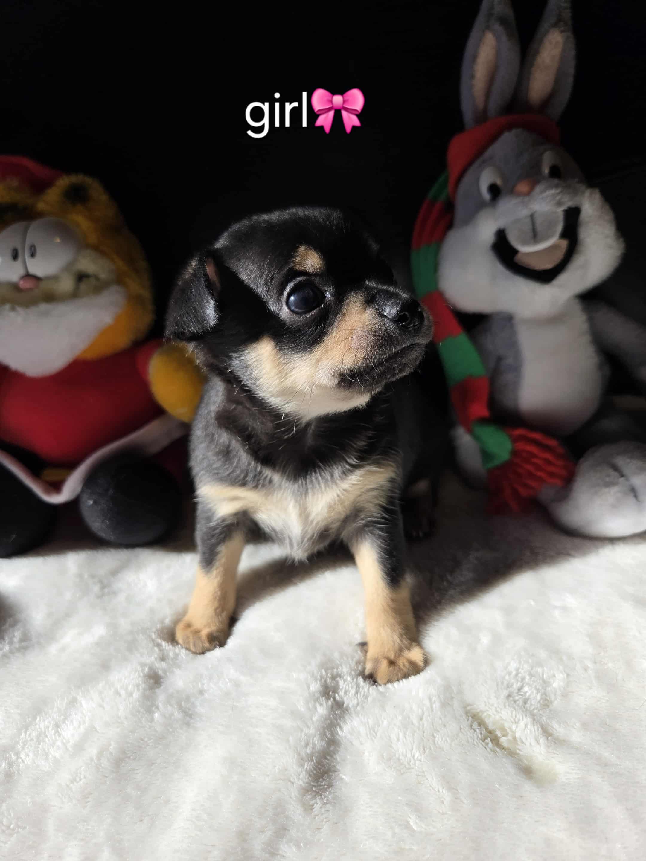 Pure Chihuahua puppies  - 3 - 1761096994930_1000010761