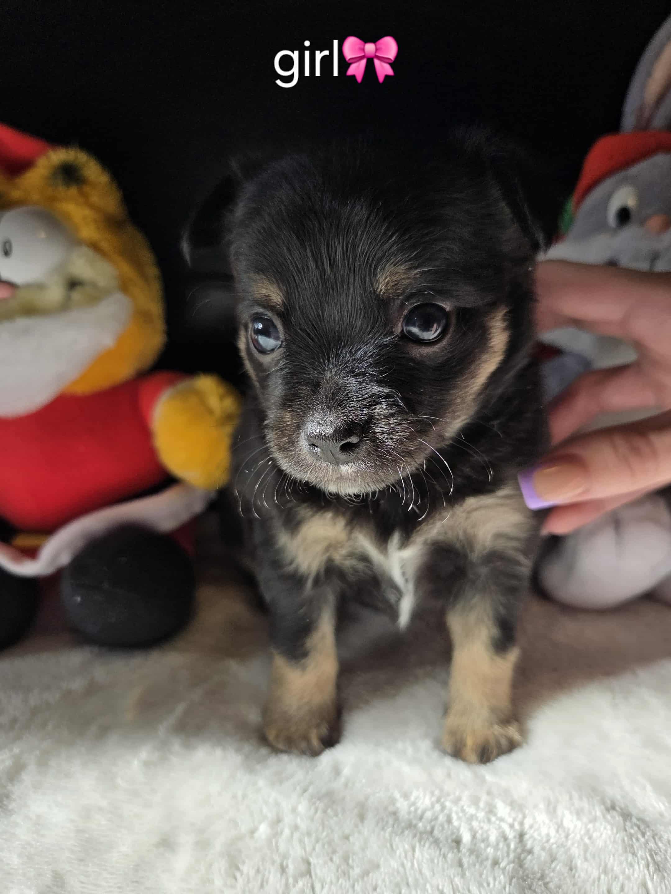 Pure Chihuahua puppies  - 4 - 1761096994930_1000010762