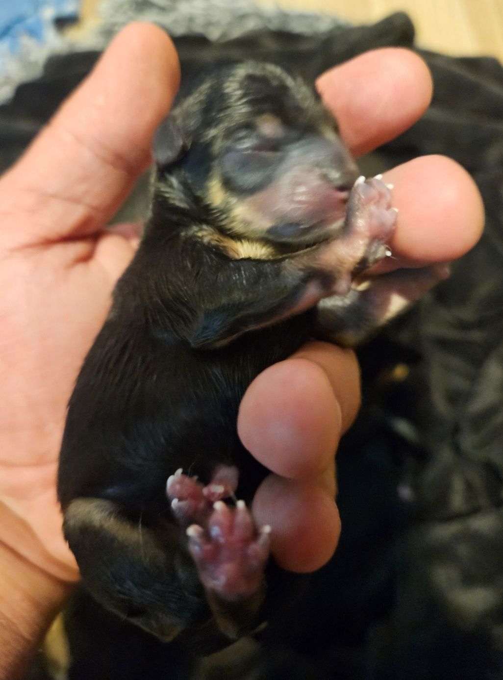 Pure Chihuahua puppies  - 5 - 1761096995302_1000010758