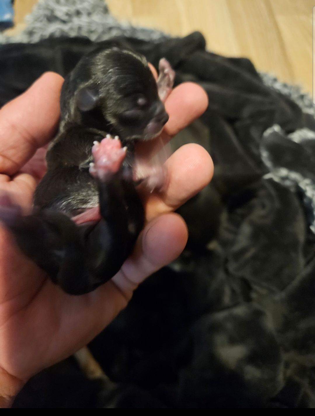 Pure Chihuahua puppies  - 6 - 1761096995316_1000010756