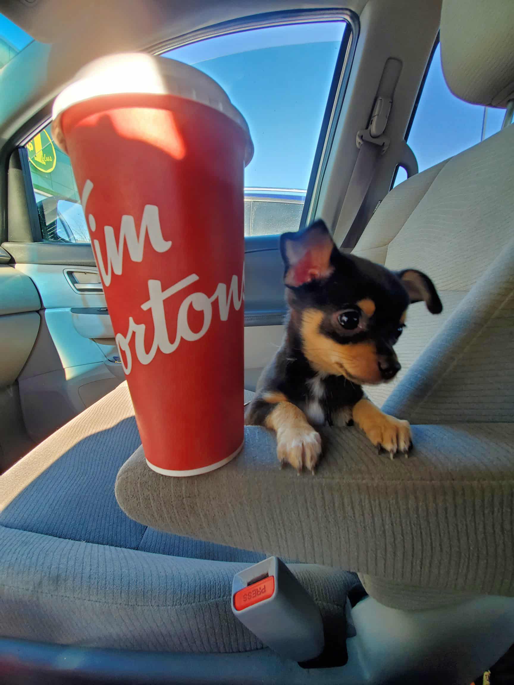 Pure Chihuahua puppies  - 7 - 1761097072333_1000010764