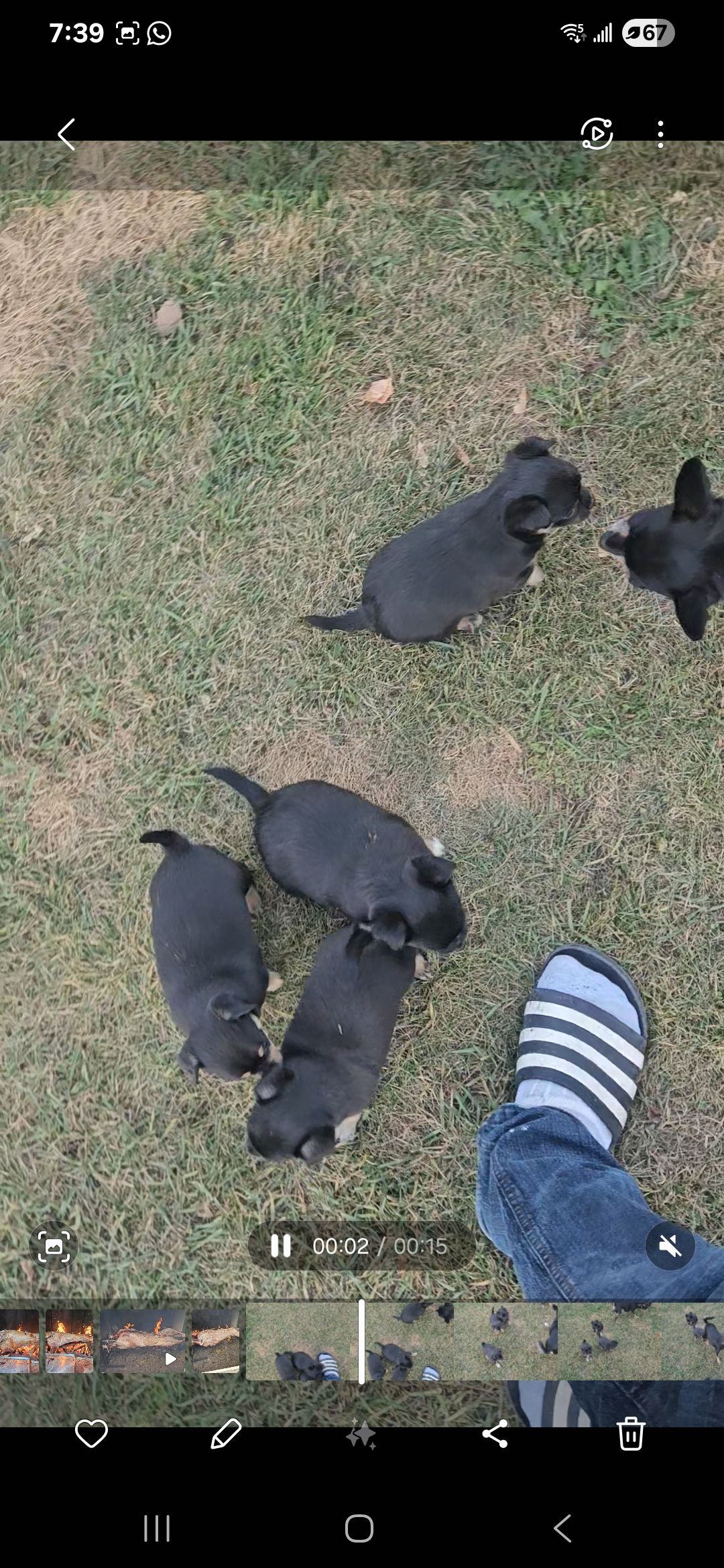 Pure Chihuahua puppies  - 8 - 1761097198368_1000010766