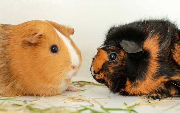Photo of Guinea pigs for sale 